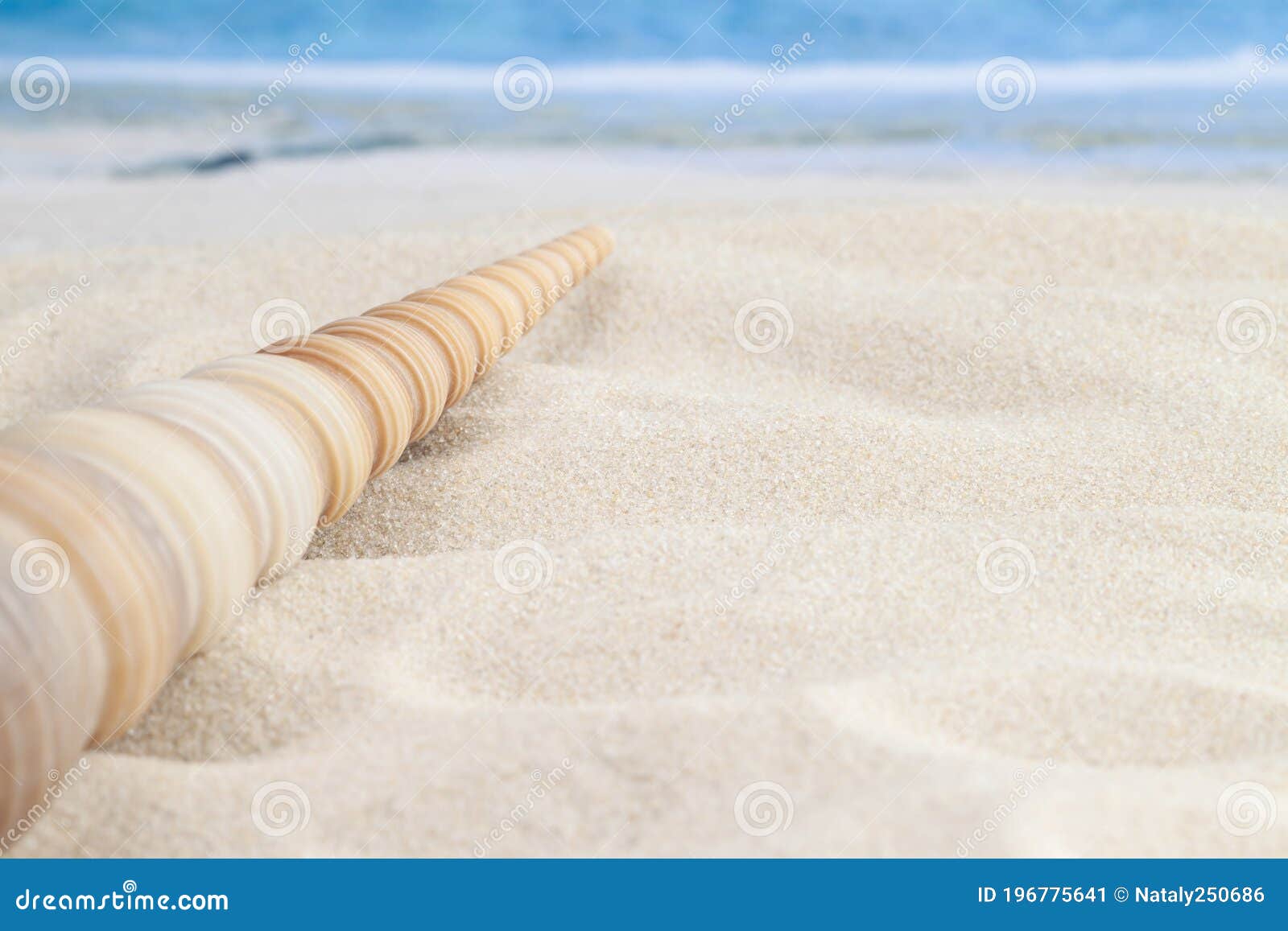 Long Cone Spiral Shape Beige and Light Brown Color Seashell on the Sandy  Beach with Sea or Ocean Waves Background for Macro Stock Image - Image of  sandy, landscape: 196775641