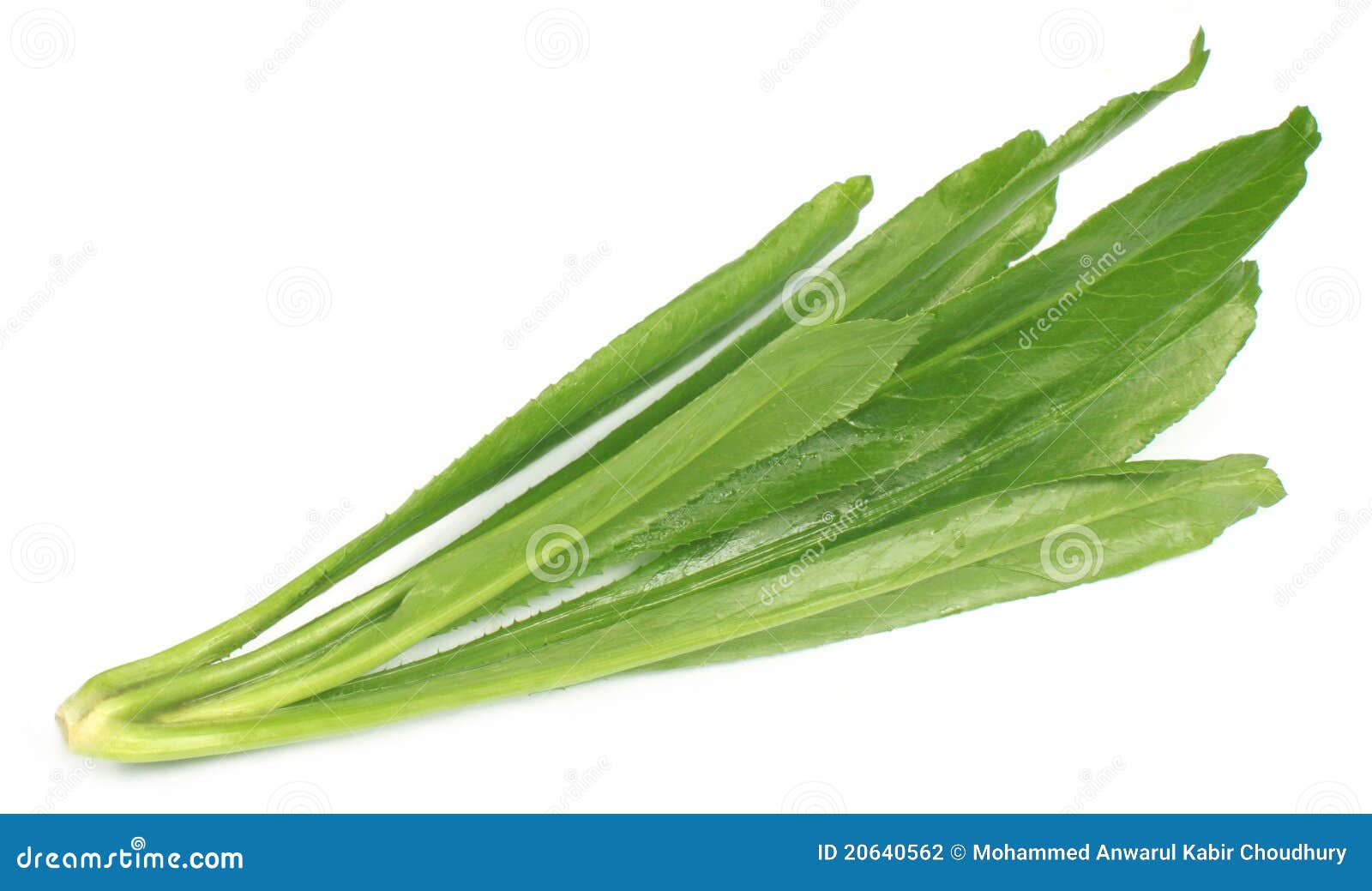 Long coriander leaves stock photo. Image of foetidum 20640562