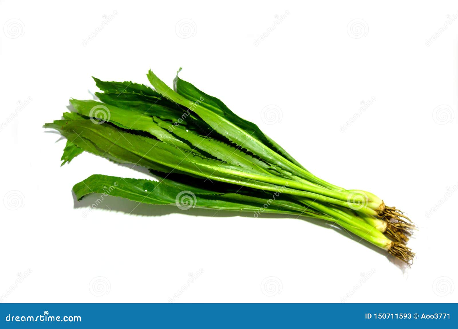 Long coriander leaves stock image. Image of eryngium 150711593