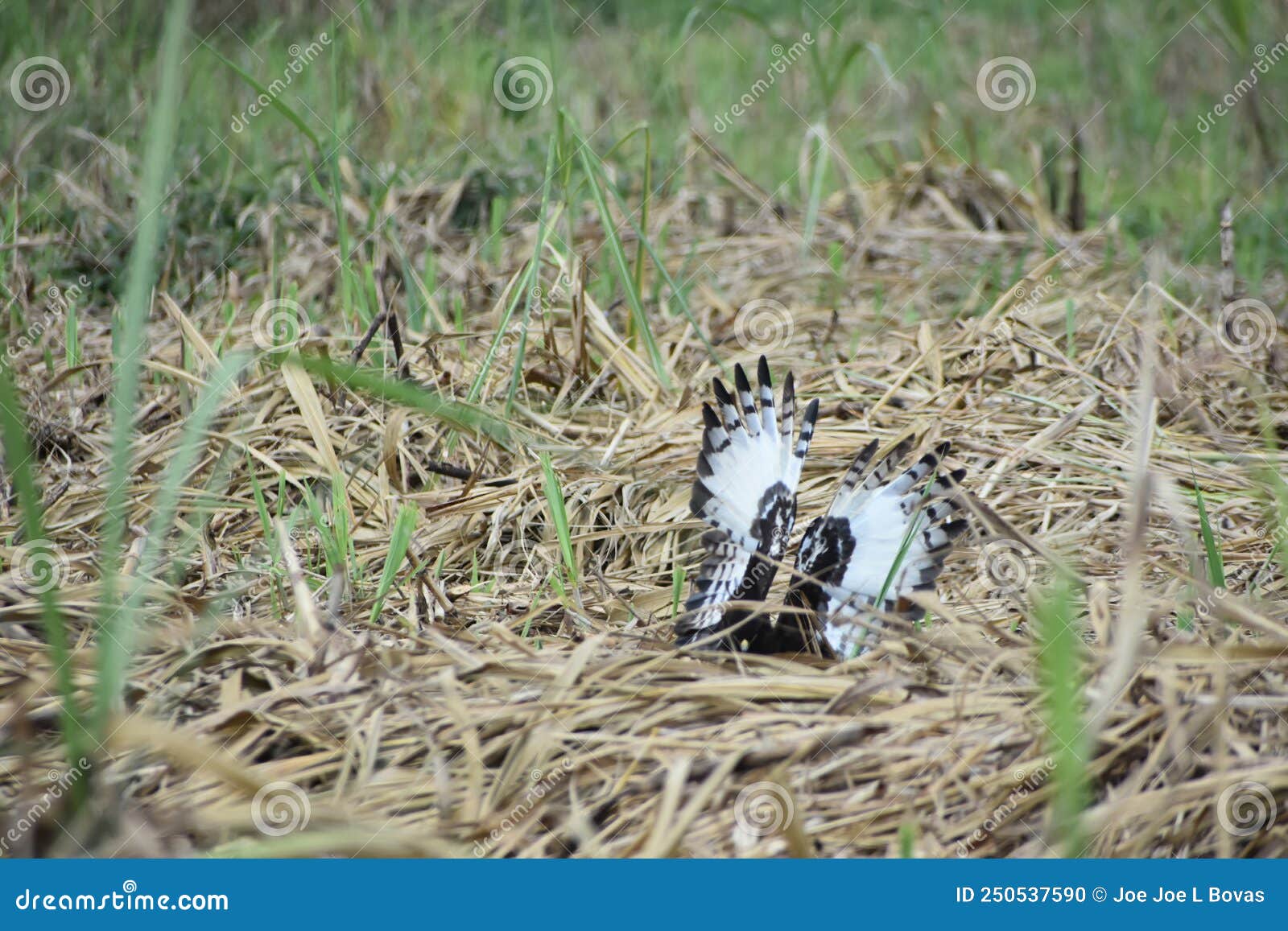 long-crested eagle attacking its prey in the sugarcane field trash