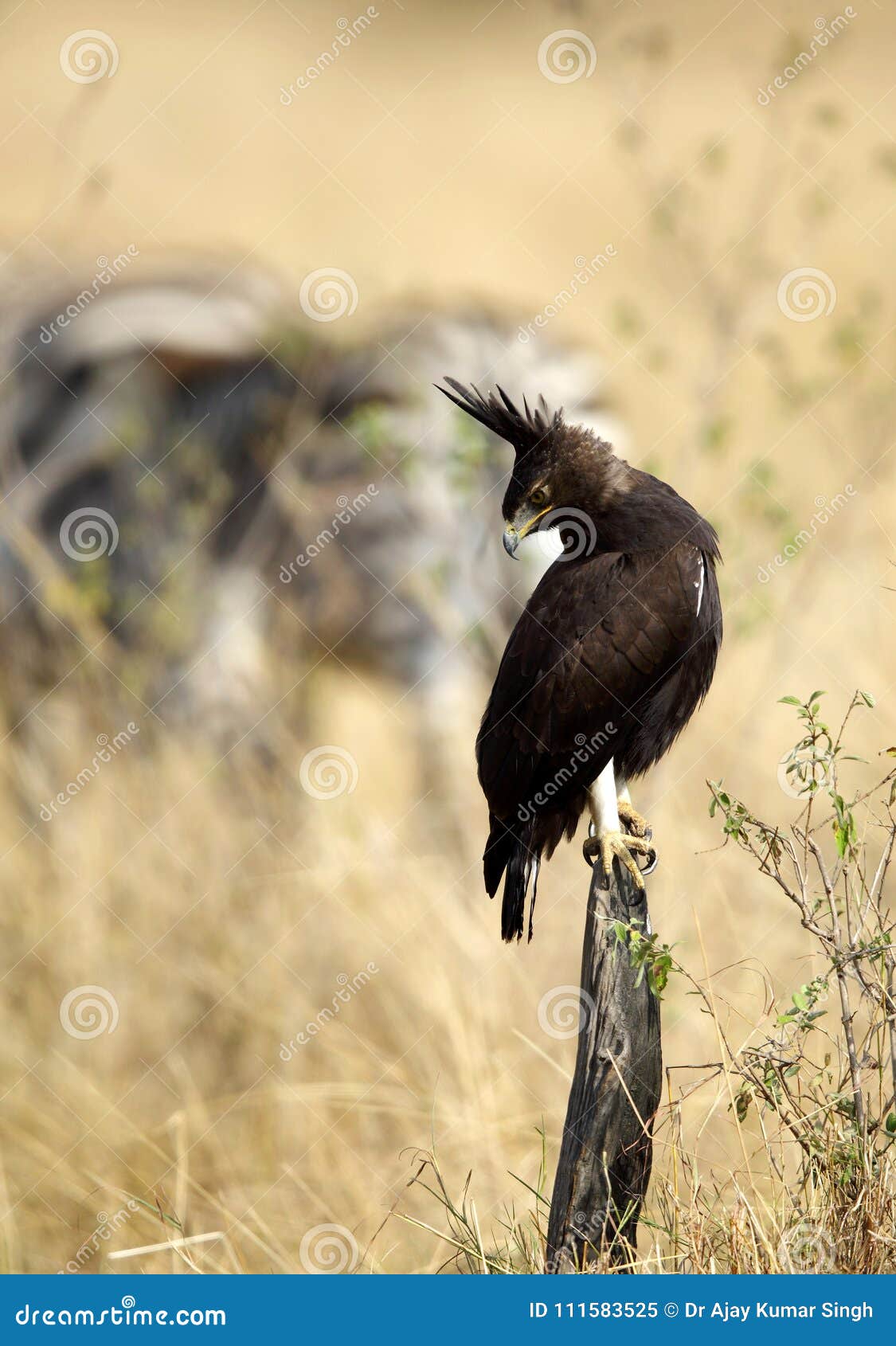 Longcrested Eagle Perched on a Log Stock Image Image of lophaetus