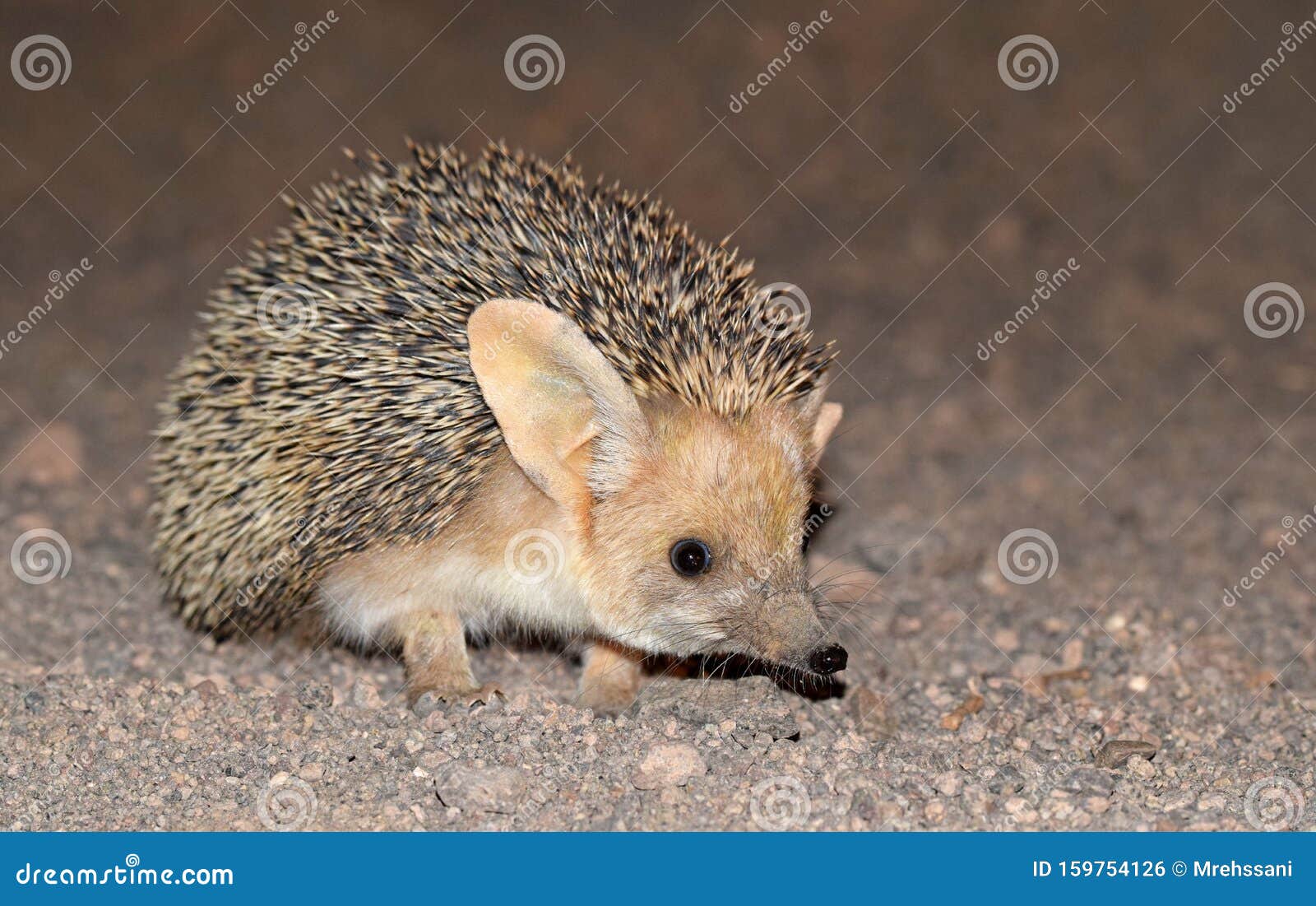 the long-eared hedgehog in desert