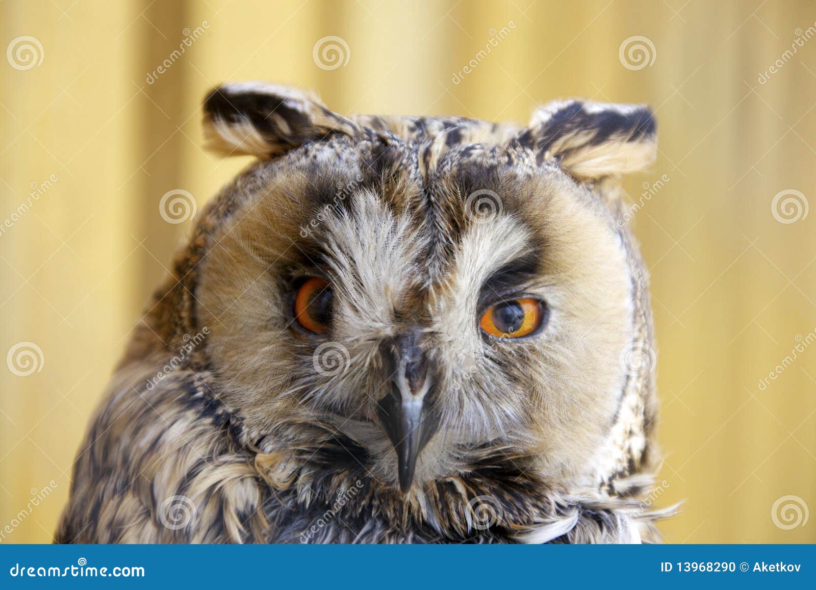 Long-eared Owl stock photo. Image of feathers, flight - 13968290