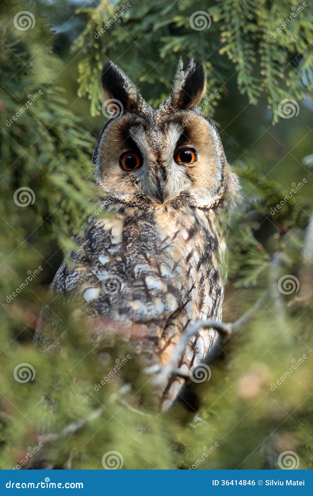 the long-eared owl (asio otus) on the tree