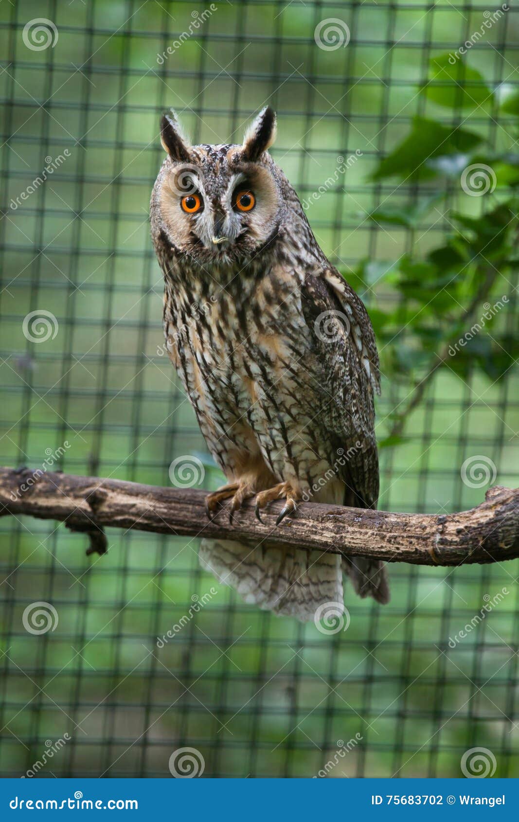 long-eared owl (asio otus).