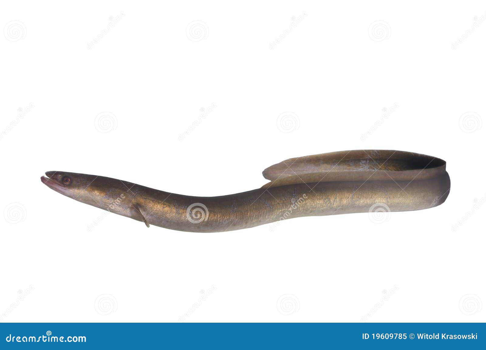 Long eel stock image. Image of freshwater, fish, reef - 19609785