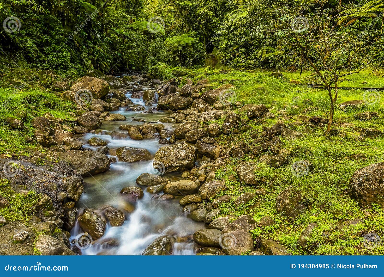 A Long Exposure View of a Mountain Stream in the Rain Forest of