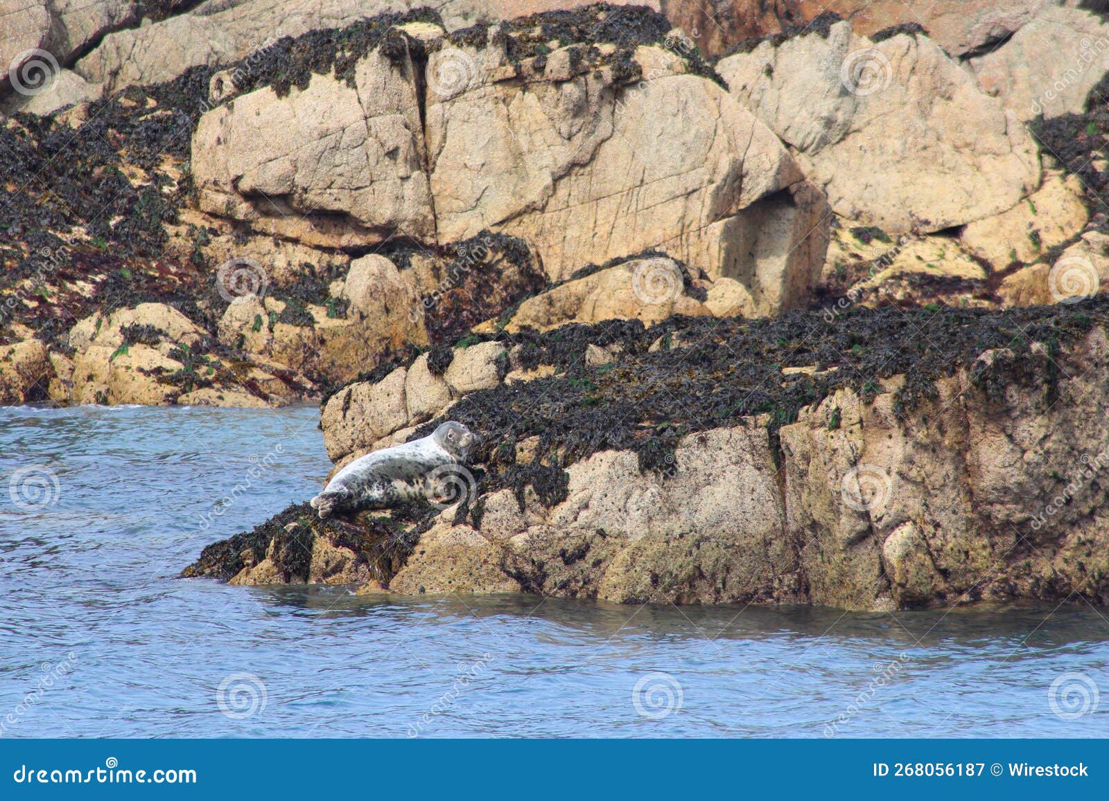 Longfaced Seal Perched on a Rocky Cliff in the Sea Stock Image Image