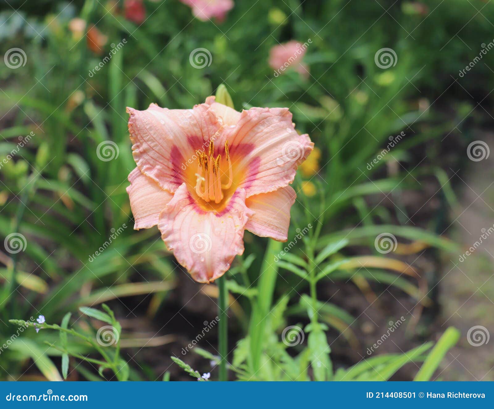 flower of an hour edible