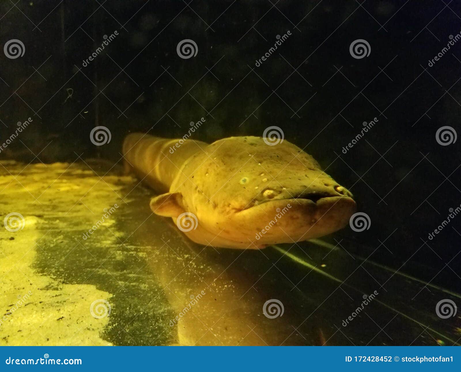 Long Fish or Eel in Murky Aquarium Water Stock Photo Image of animal
