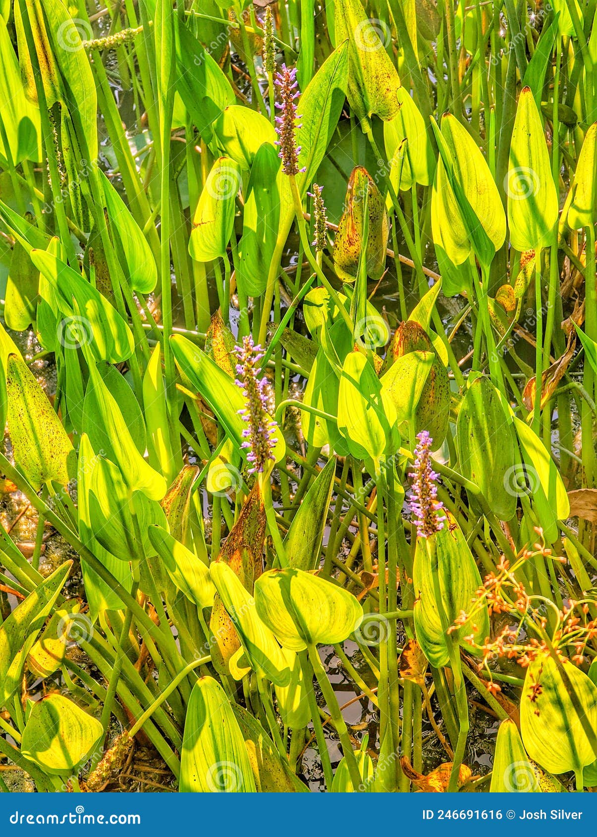 Long flowers in a lake stock photo. Image of marsh, flowers 246691616