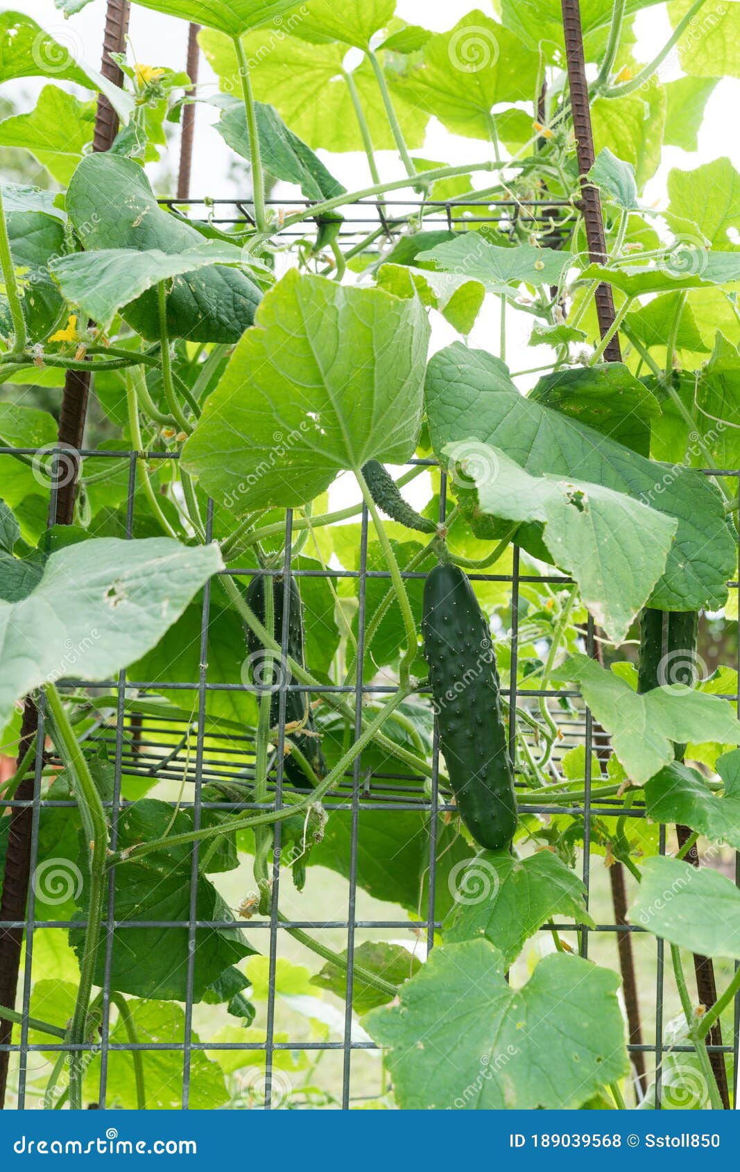 Long Green Cucumbers Hanging On Vine Stock Photo Image Of Flowering