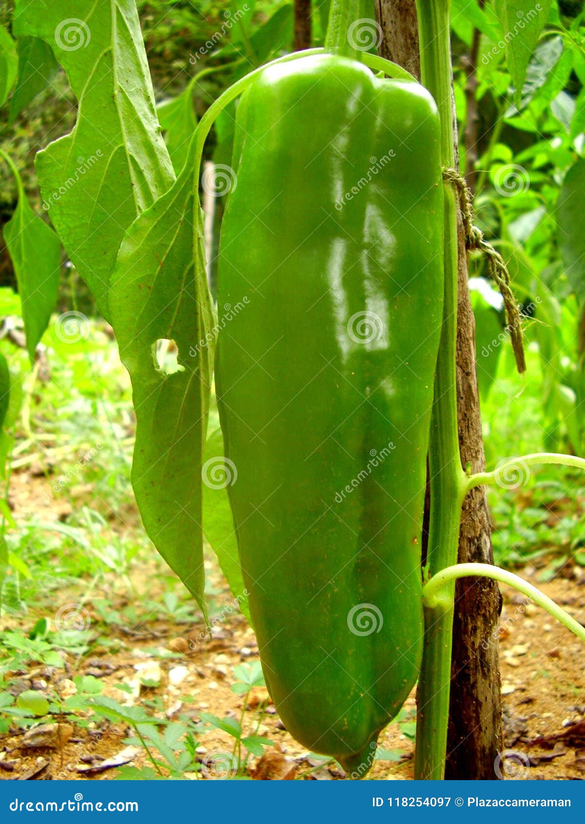 Long Green Pepper stock image. Image of eating, closeup 118254097