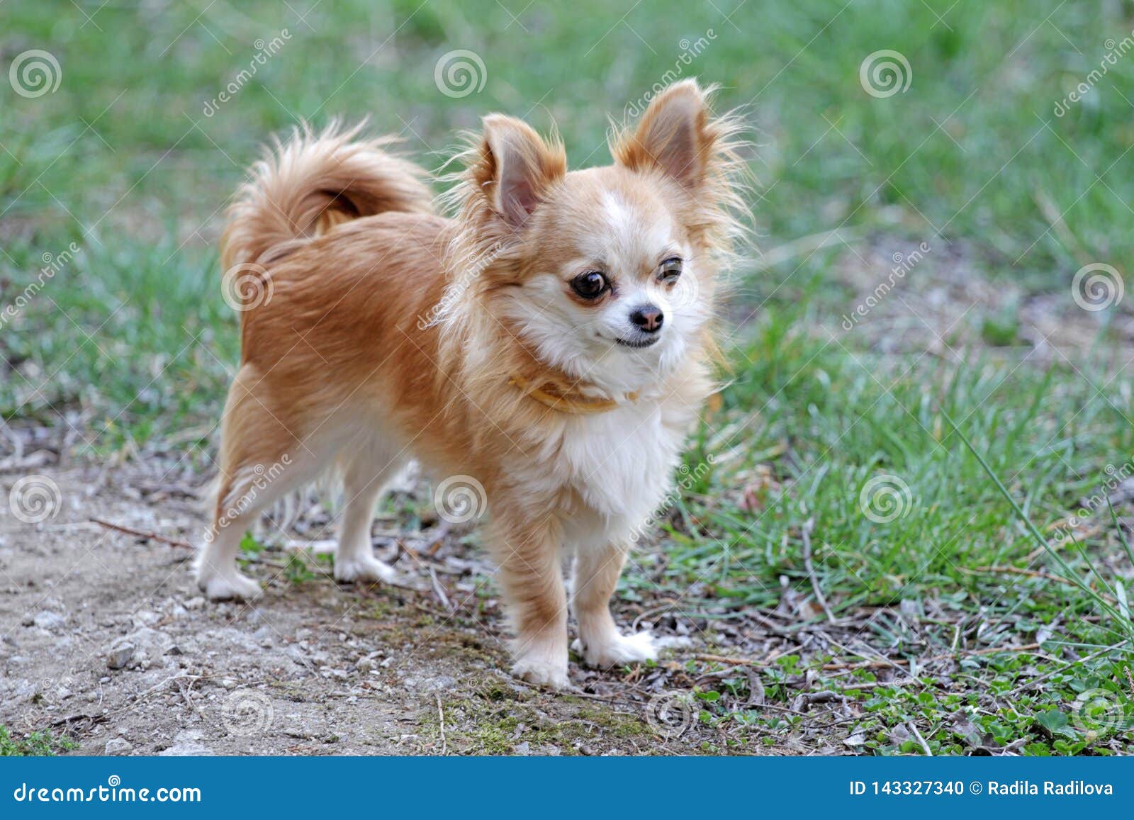 Long Hair Chihuahua Dog Stock Photo Image Of Park