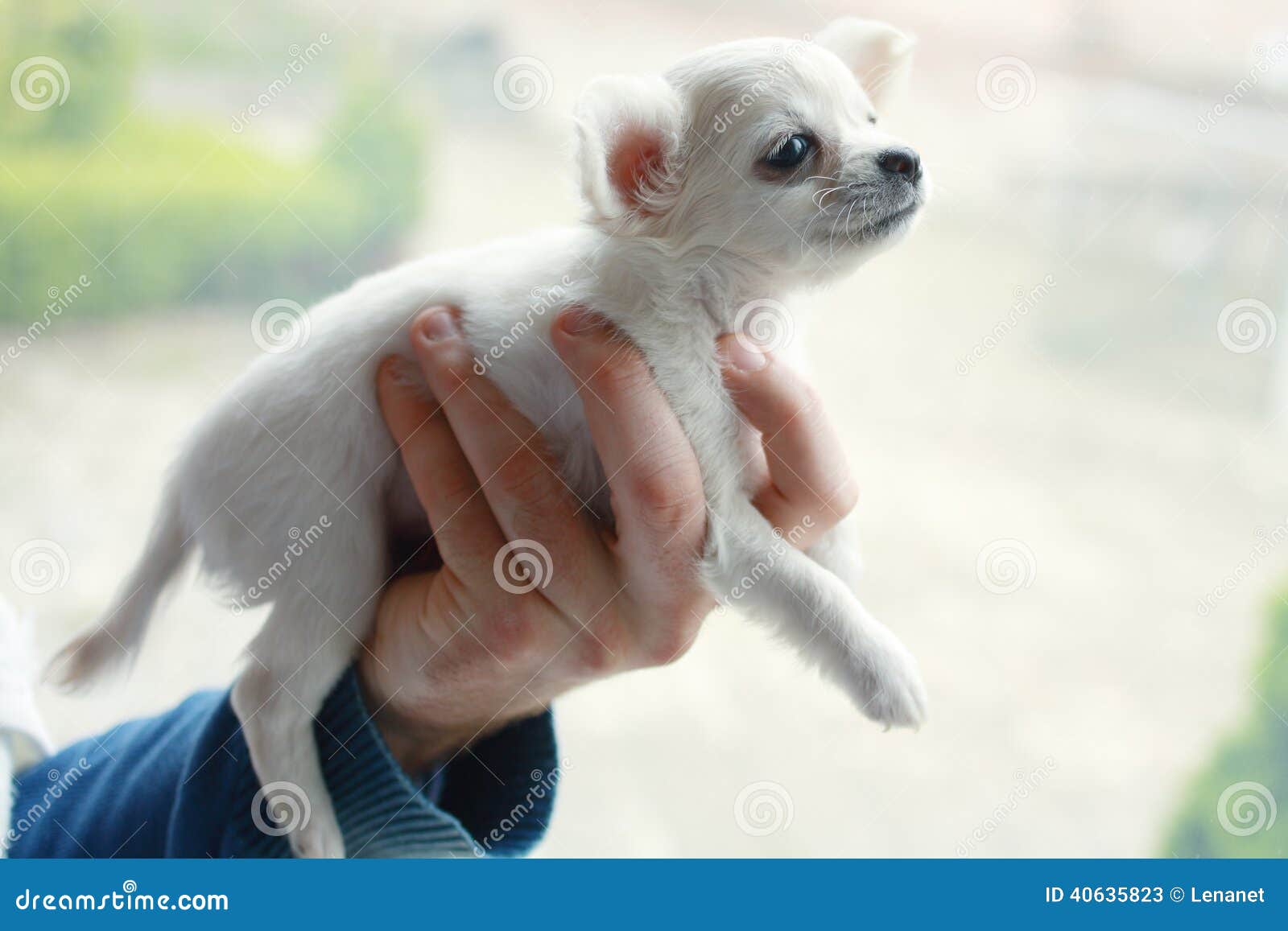 Long Hair Chihuahua Stock Image Image Of Lovely Animals 40635823