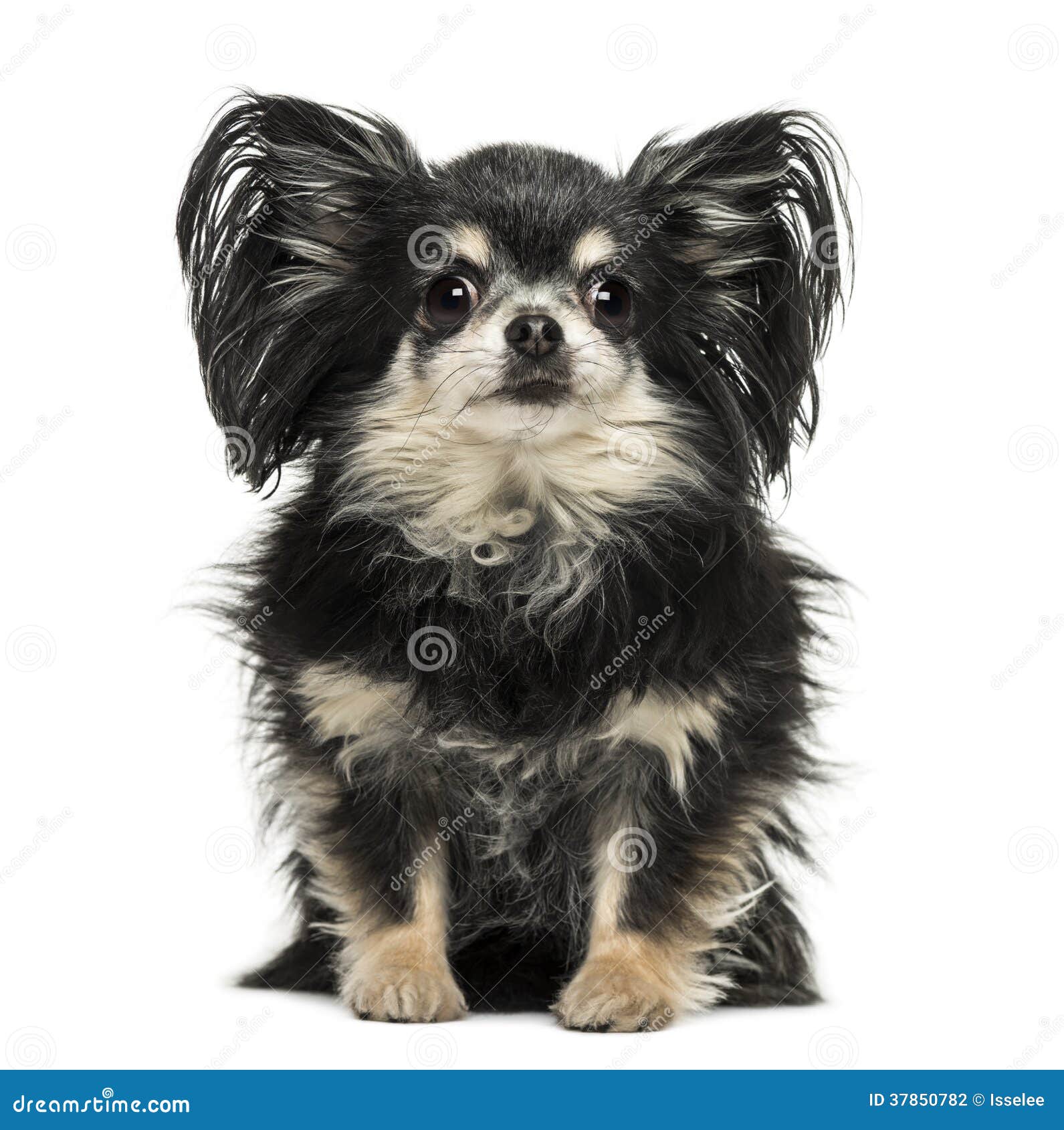 2,494 Long Hair Chihuahua Stock Photos - Free & Royalty-Free Stock Photos from Dreamstime 2,494 Long Hair Chihuahua Stock Photos - Free & Royalty-Free Stock Photos from Dreamstime