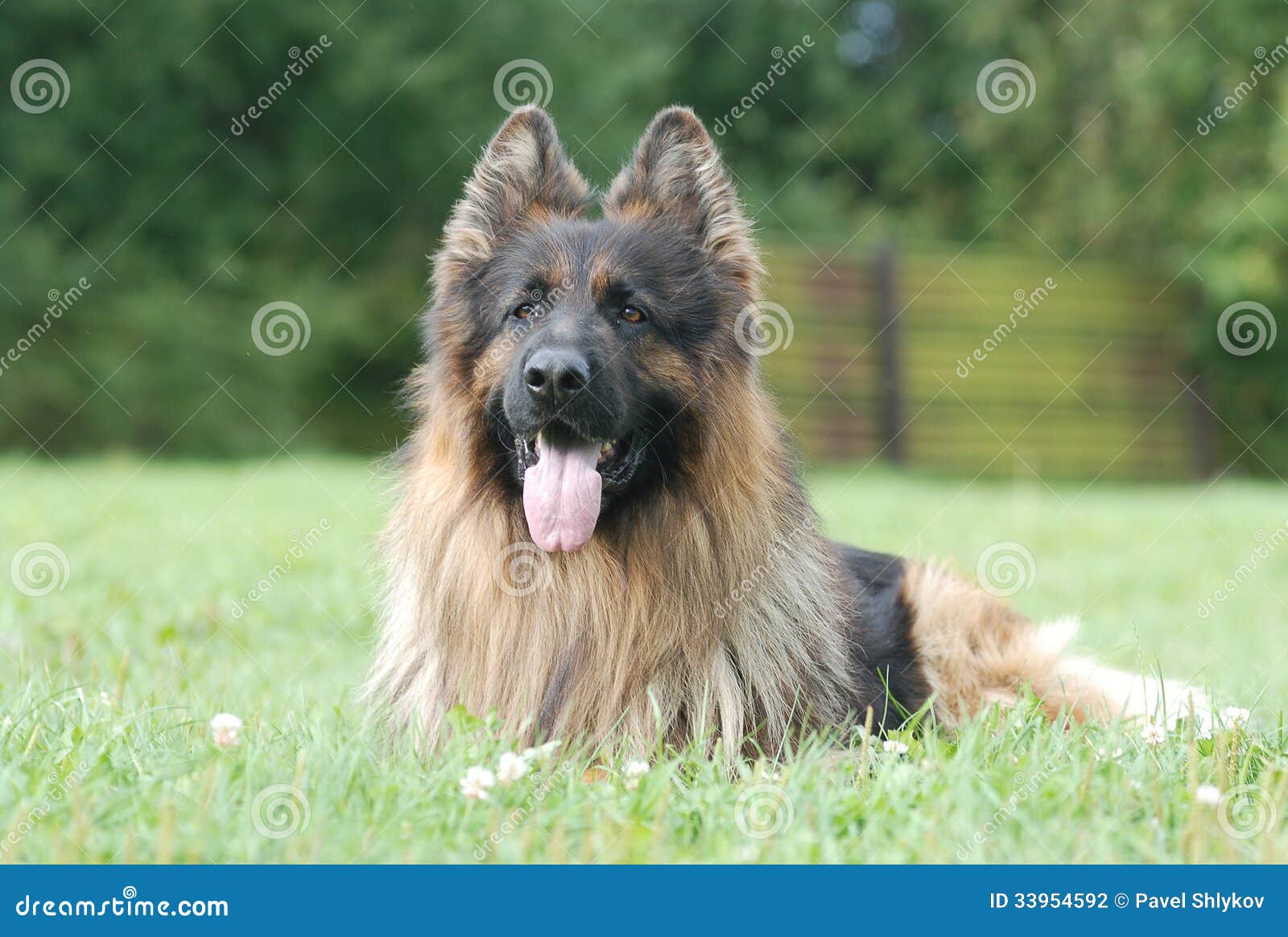 are german shepherds long haired