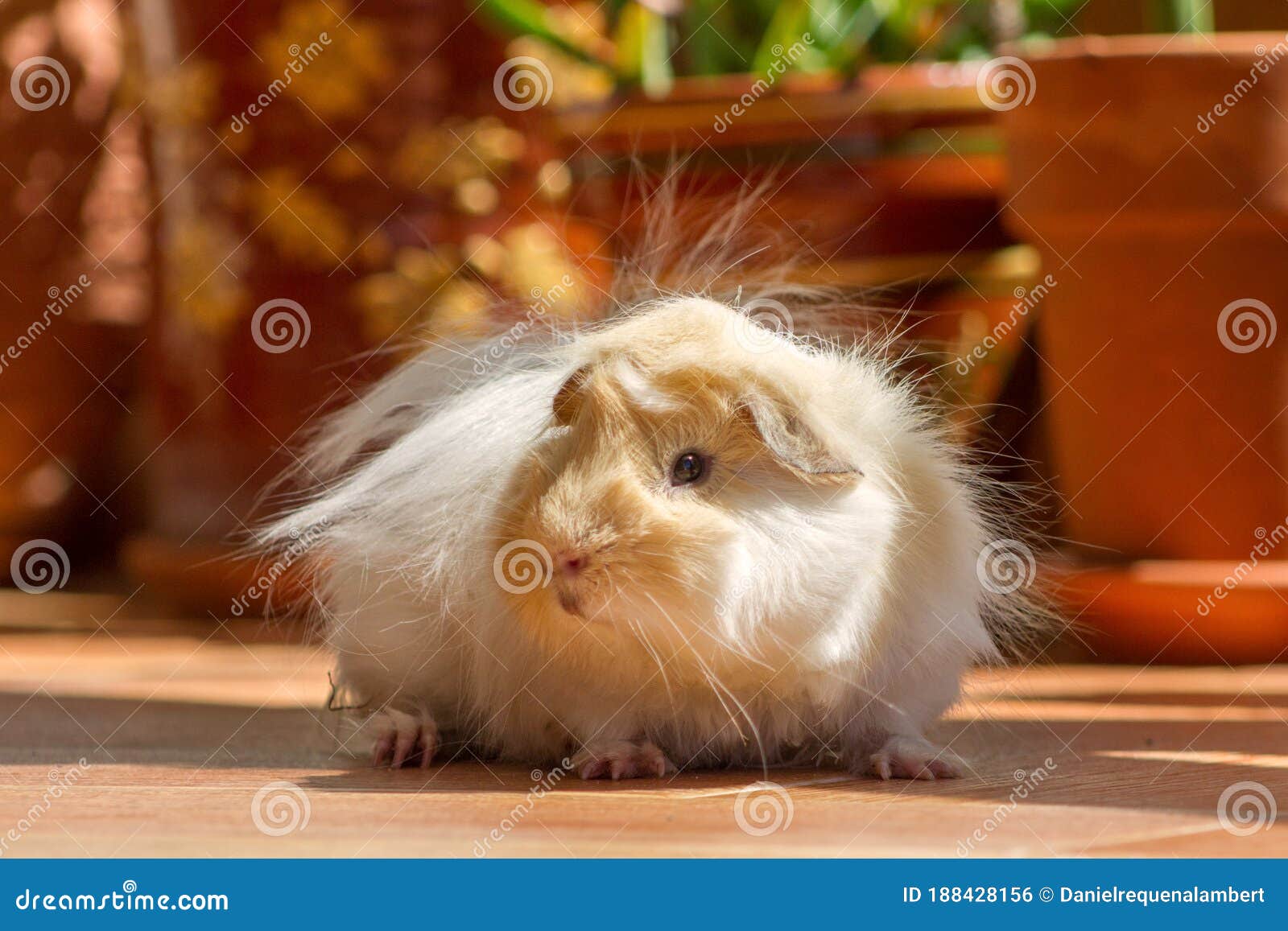 Horizontal View Of Long Hair Peruvian Guinea Pig White And Gold With Terracota Plant Pots In The Background Stock Photo Image Of Care Rest 188428156
