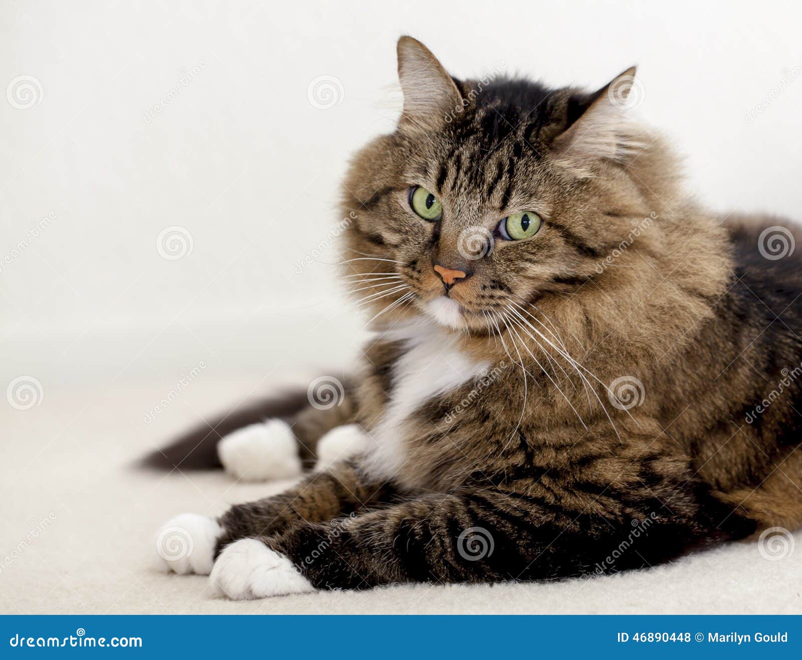 Long Hair Tabby Cat stock photo. Image of gould, mammal - 46890448