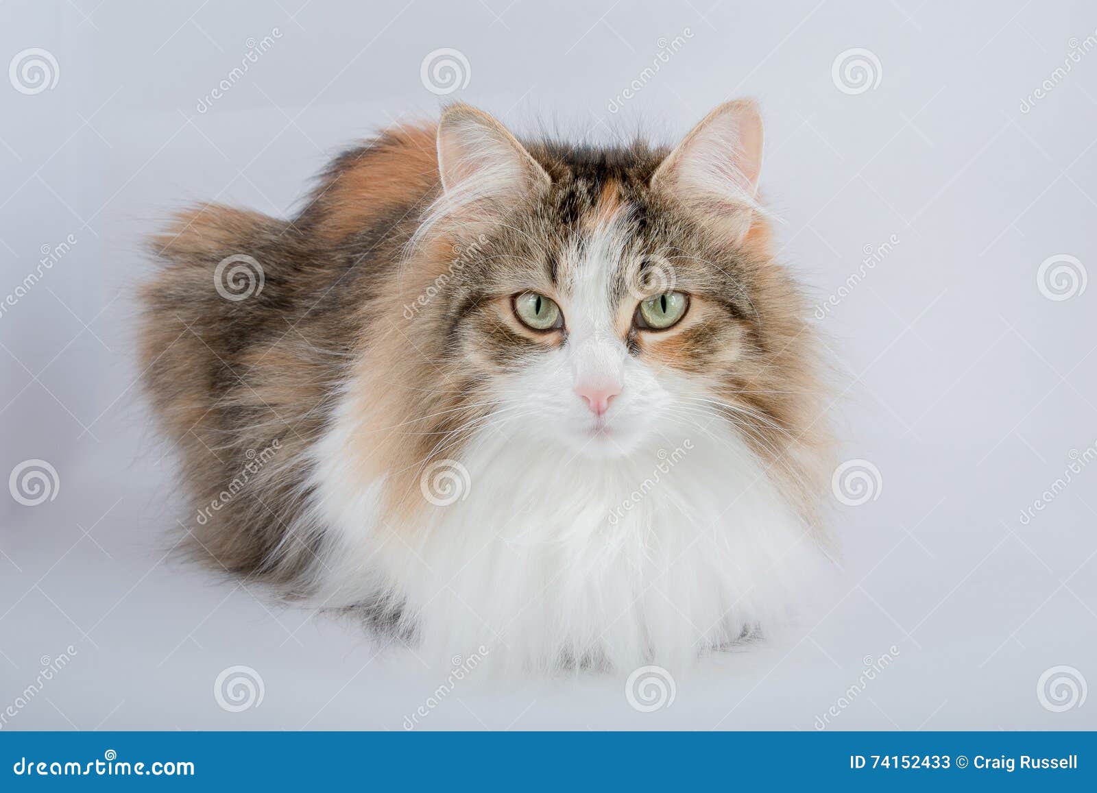 Long Hair Tortoiseshell Cat Stock Image - Image of cute, beauty: 74152433