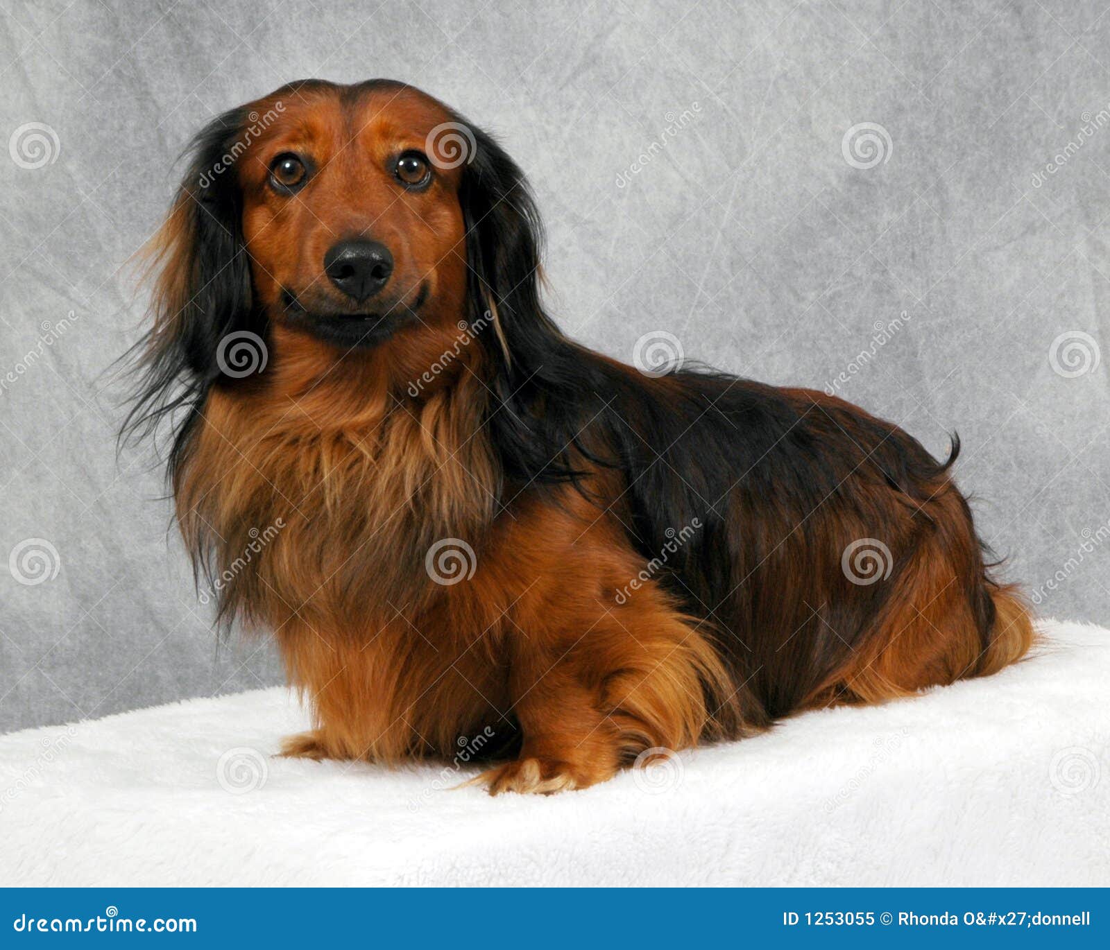 long haired wiener