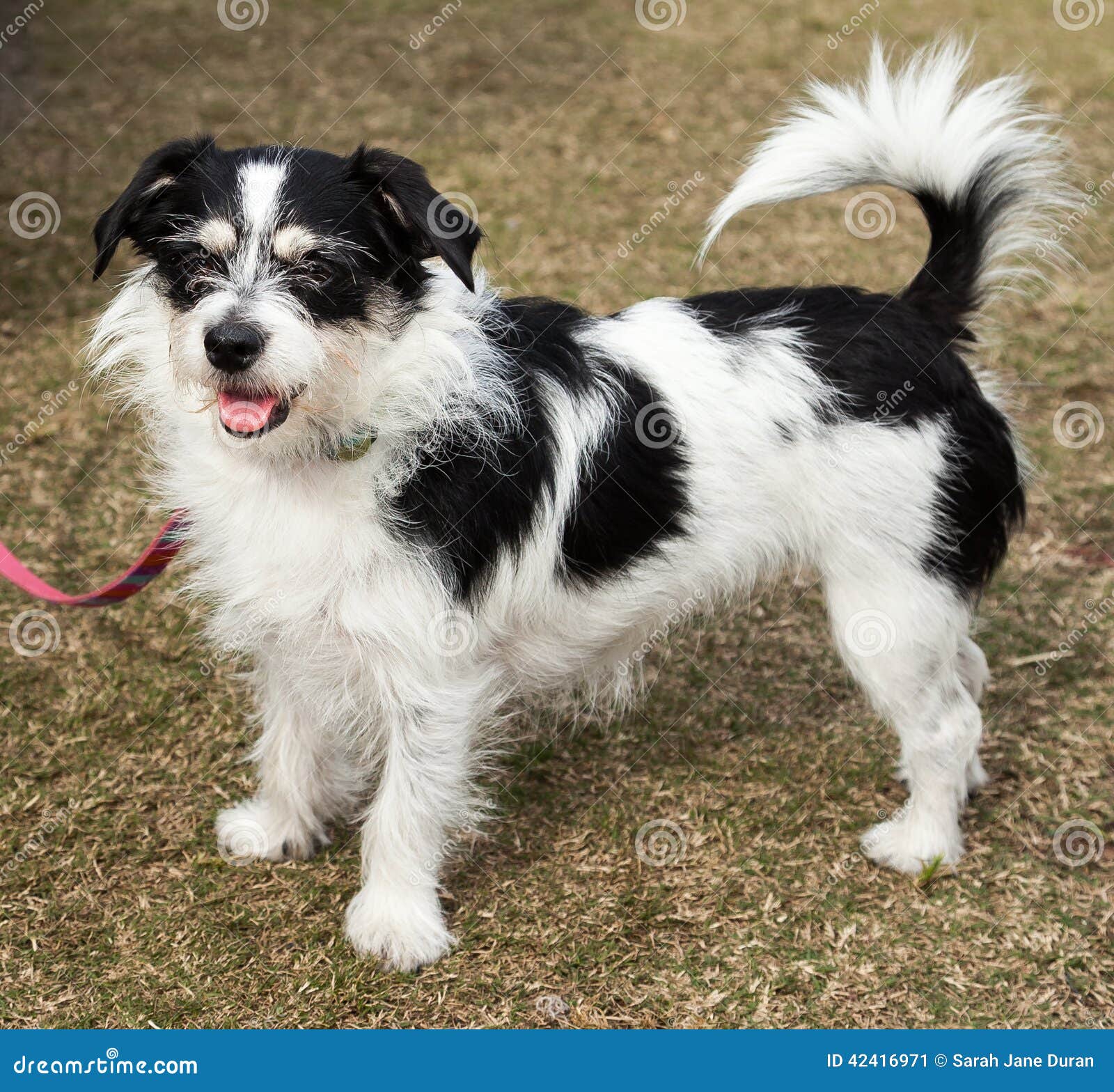 long haired chihuahua cross jack russell