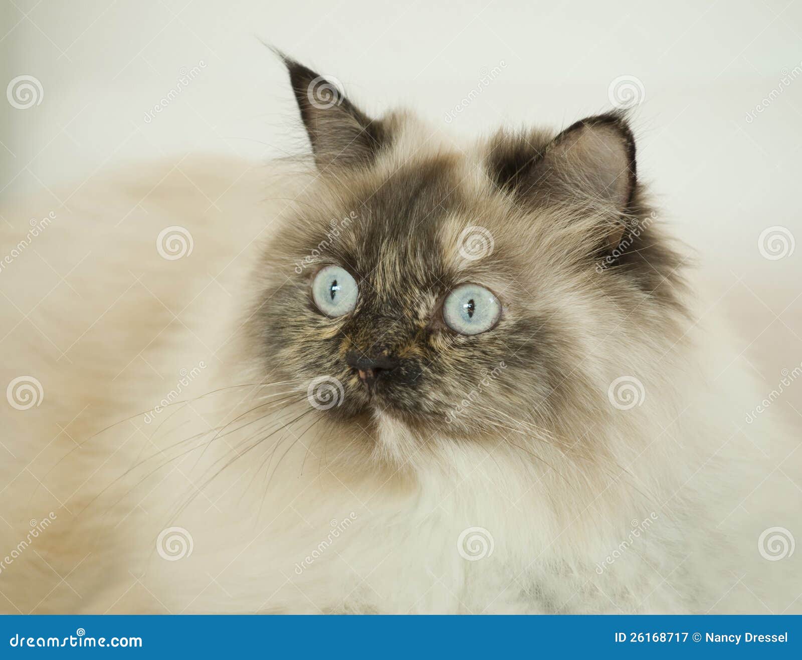 Long Haired Cat With Blue Eyes Royalty Free Stock Photography Image