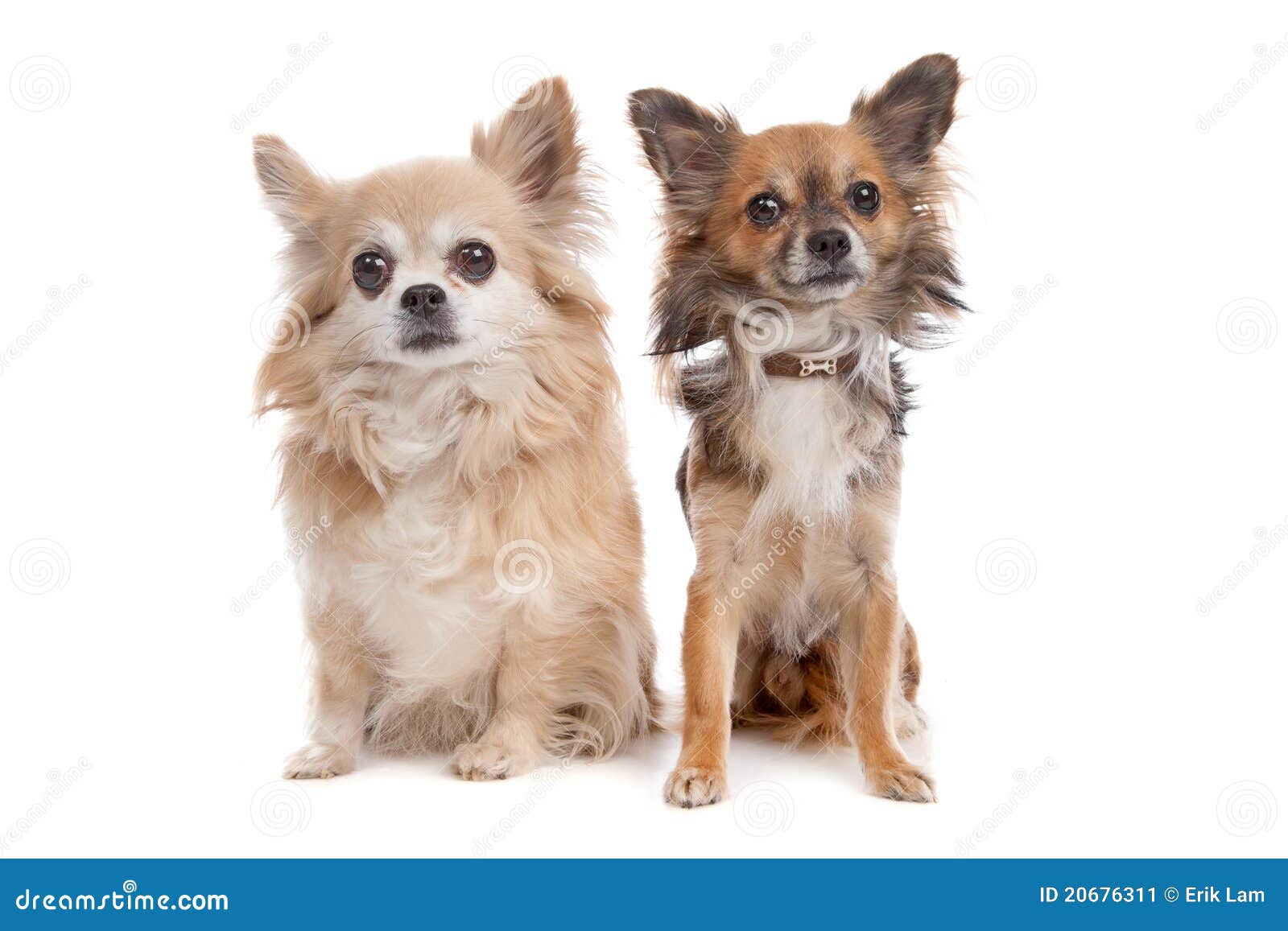 Long haired chihuahua stock image. Image of animal, domestic 20676311