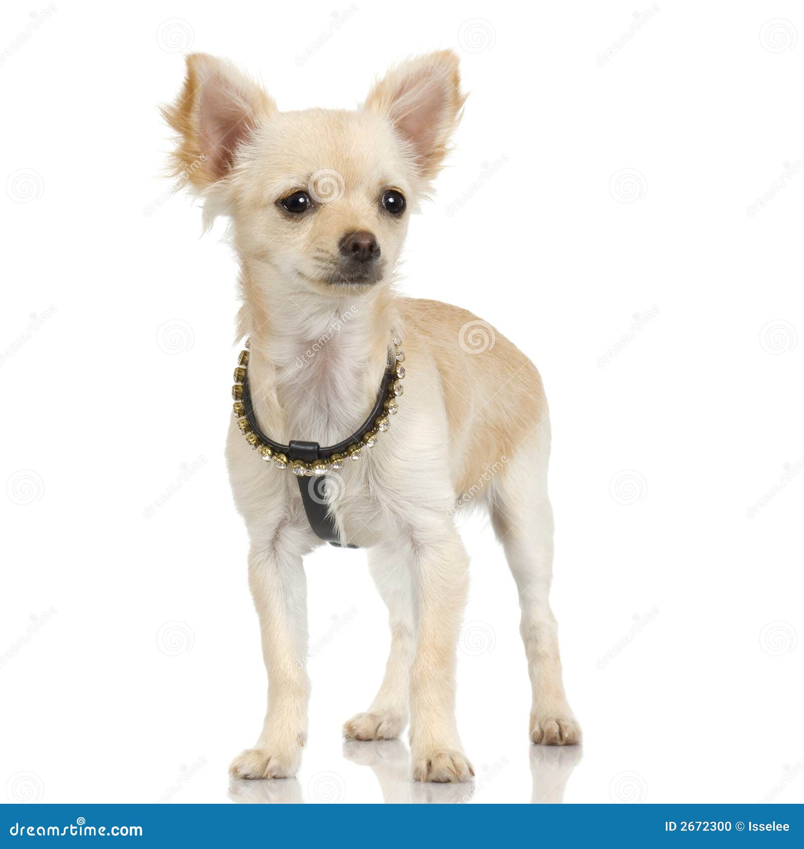 hairy pussy on indian women adult long haired chihuahua