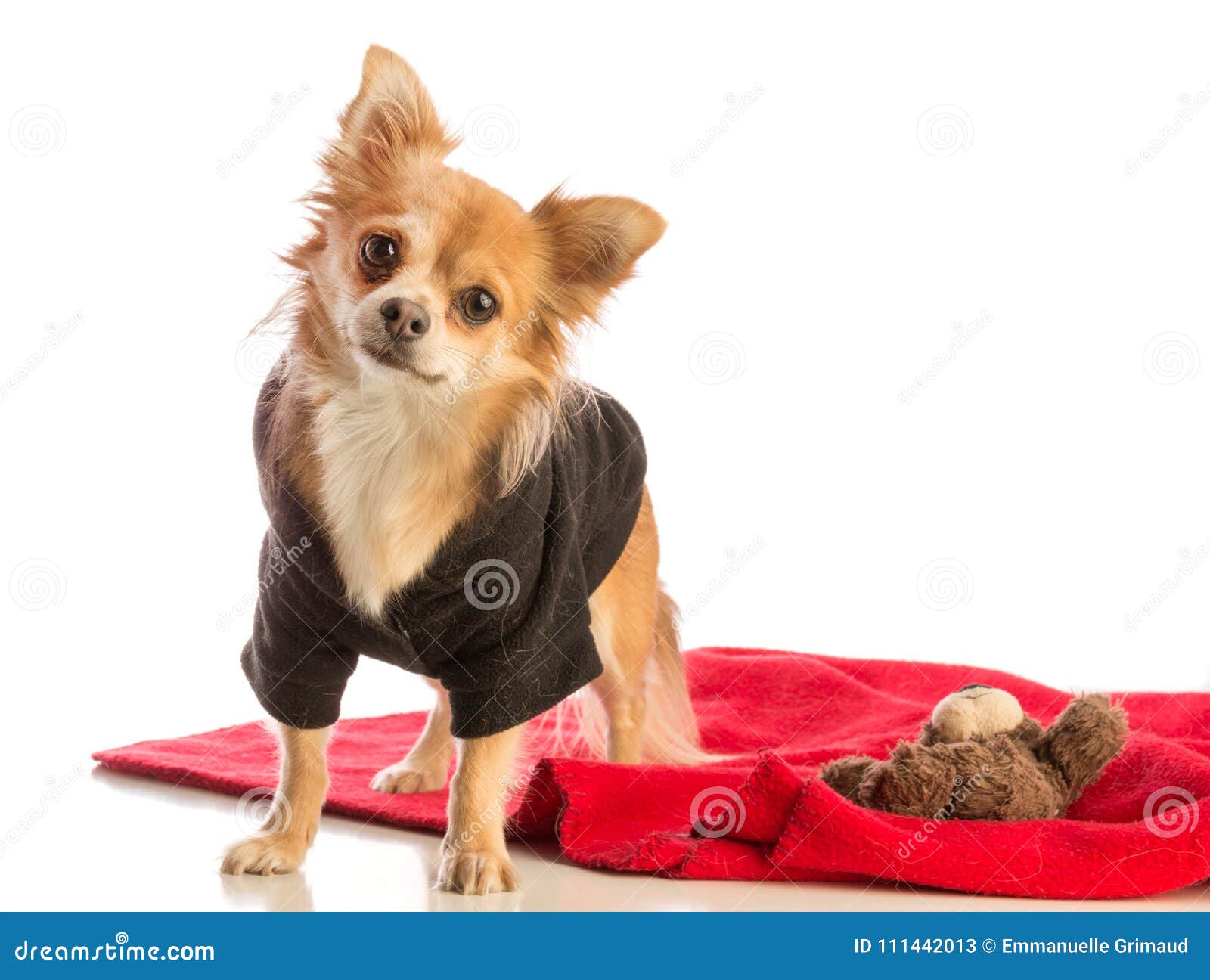 Long Haired Chihuahua Dressed In Black On A Red Cushion Stock