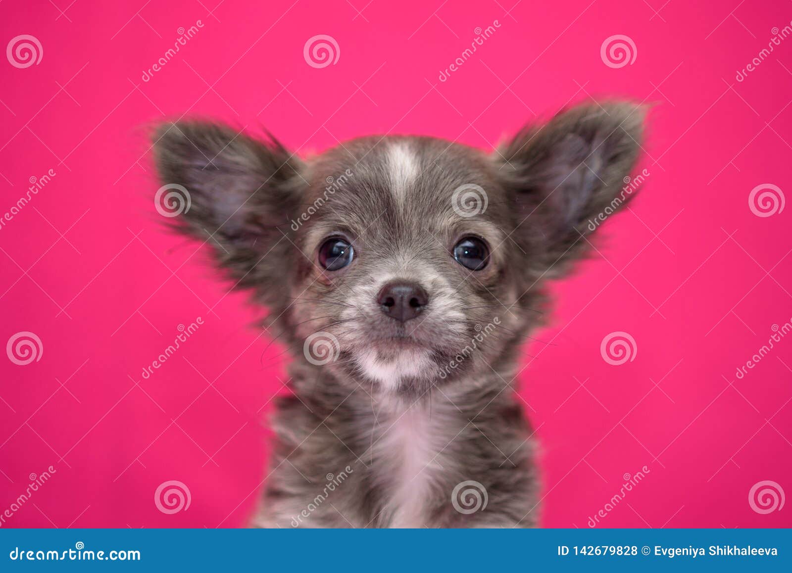 Cute Red Haired Chihuahua Puppy Sits On A Crimson Background