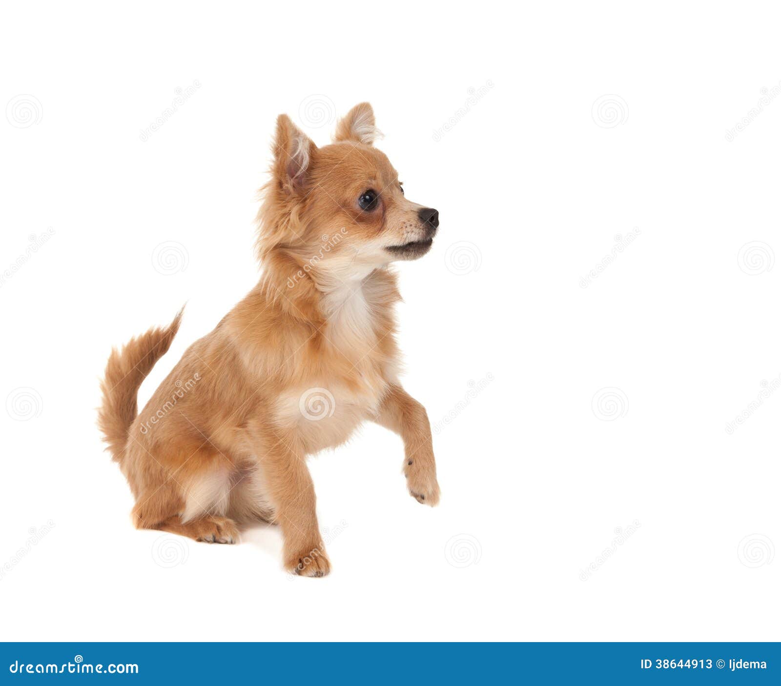 Hurt Paw In Dog Hurt Paw In Dog