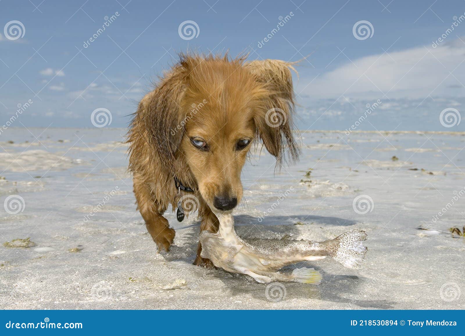 what happens if a dog eats a dead fish