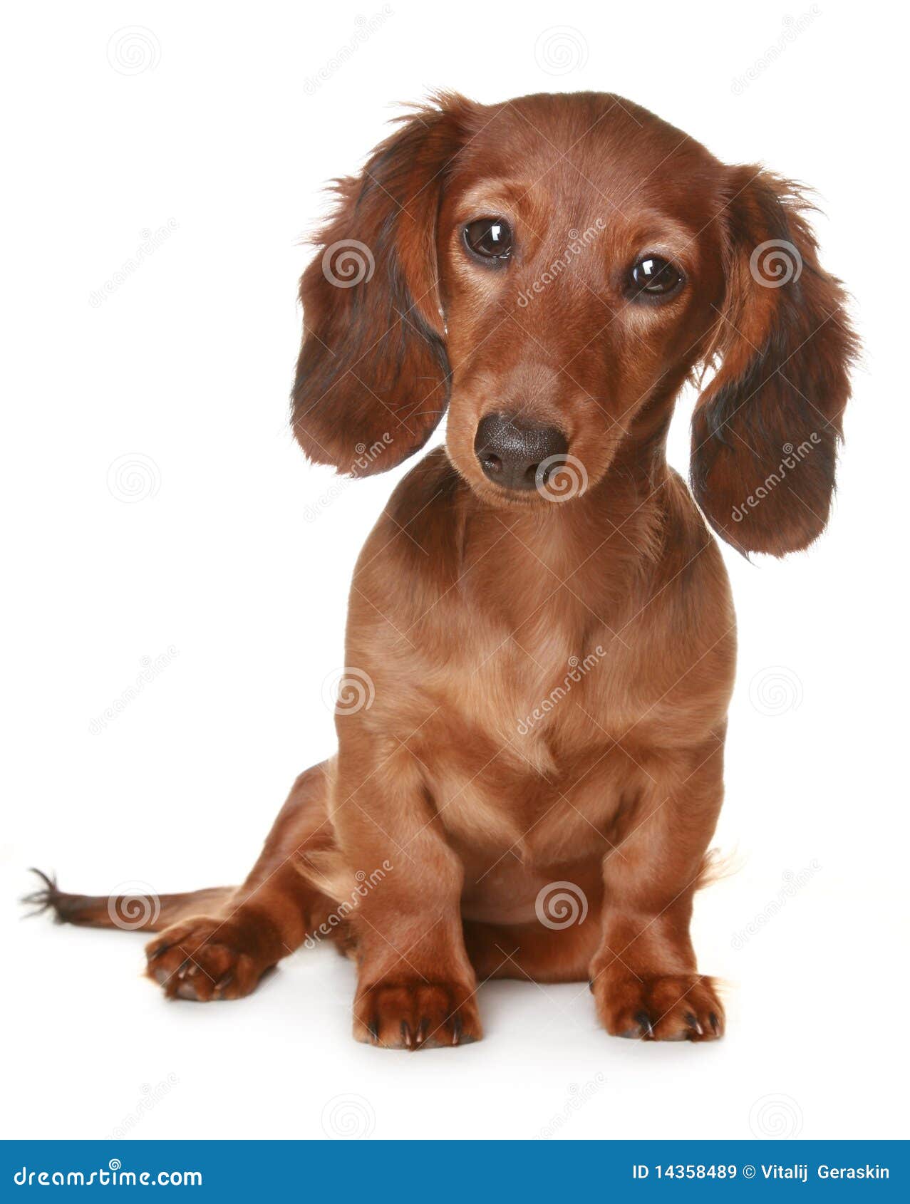 3,889 Dachshund Dog Haired Long Stock Photos - Free & Royalty-Free Stock  Photos from Dreamstime