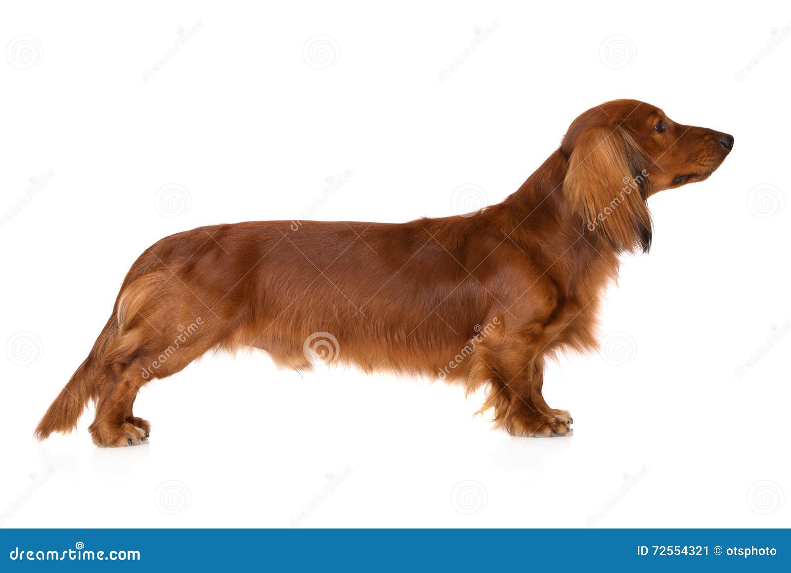 968 Dachshund White Long Hair Stock Photos - Free & Royalty-Free Stock  Photos from Dreamstime
