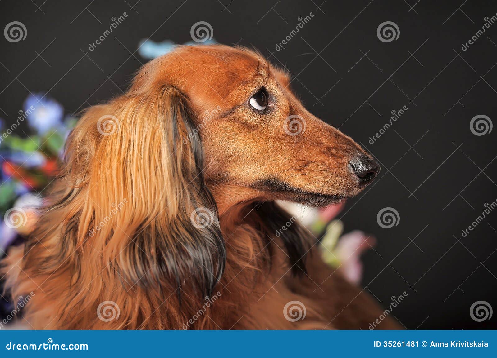 Longhaired Dachshund with Flowers Stock Image Image of hound, funny