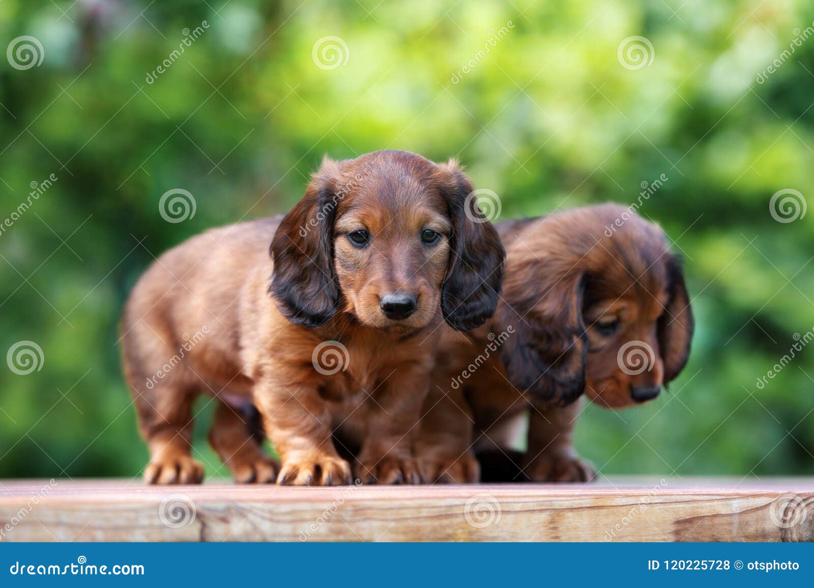 Adorable Dachshund Puppies Outdoors In Summer Stock Photo