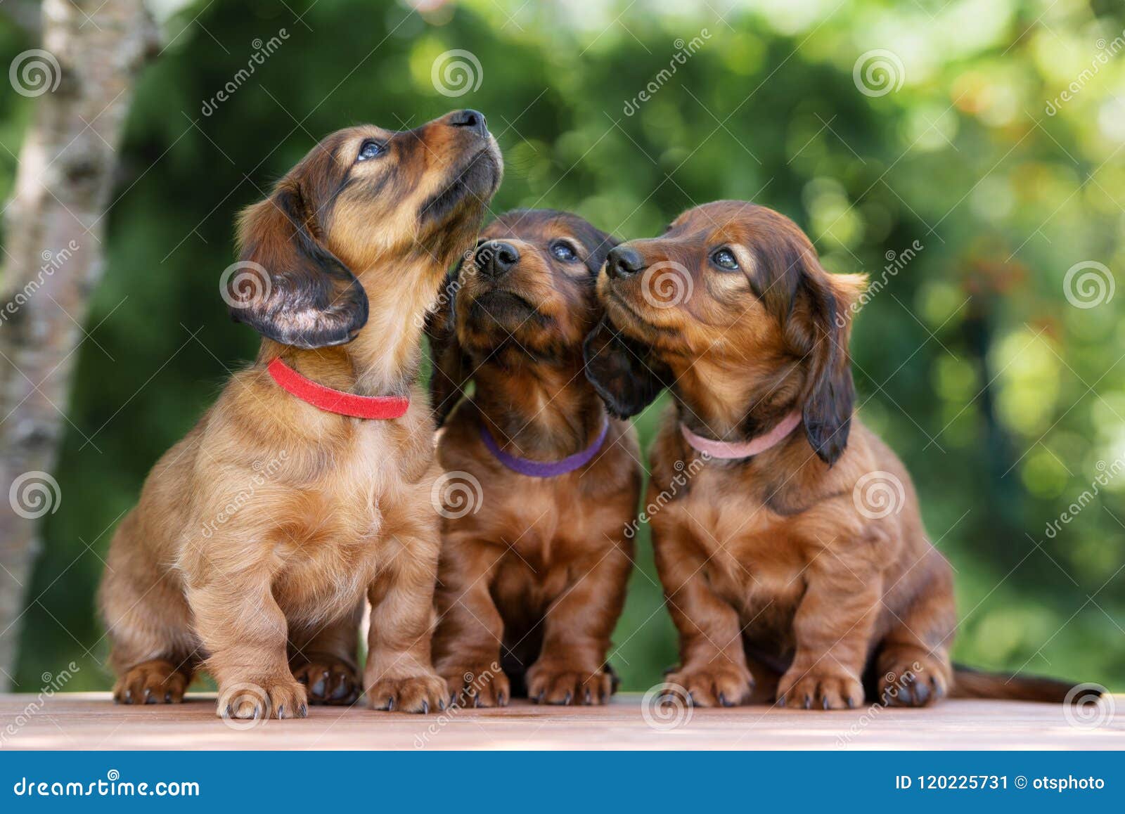 Adorable Dachshund Puppies Outdoors In Summer Stock Image