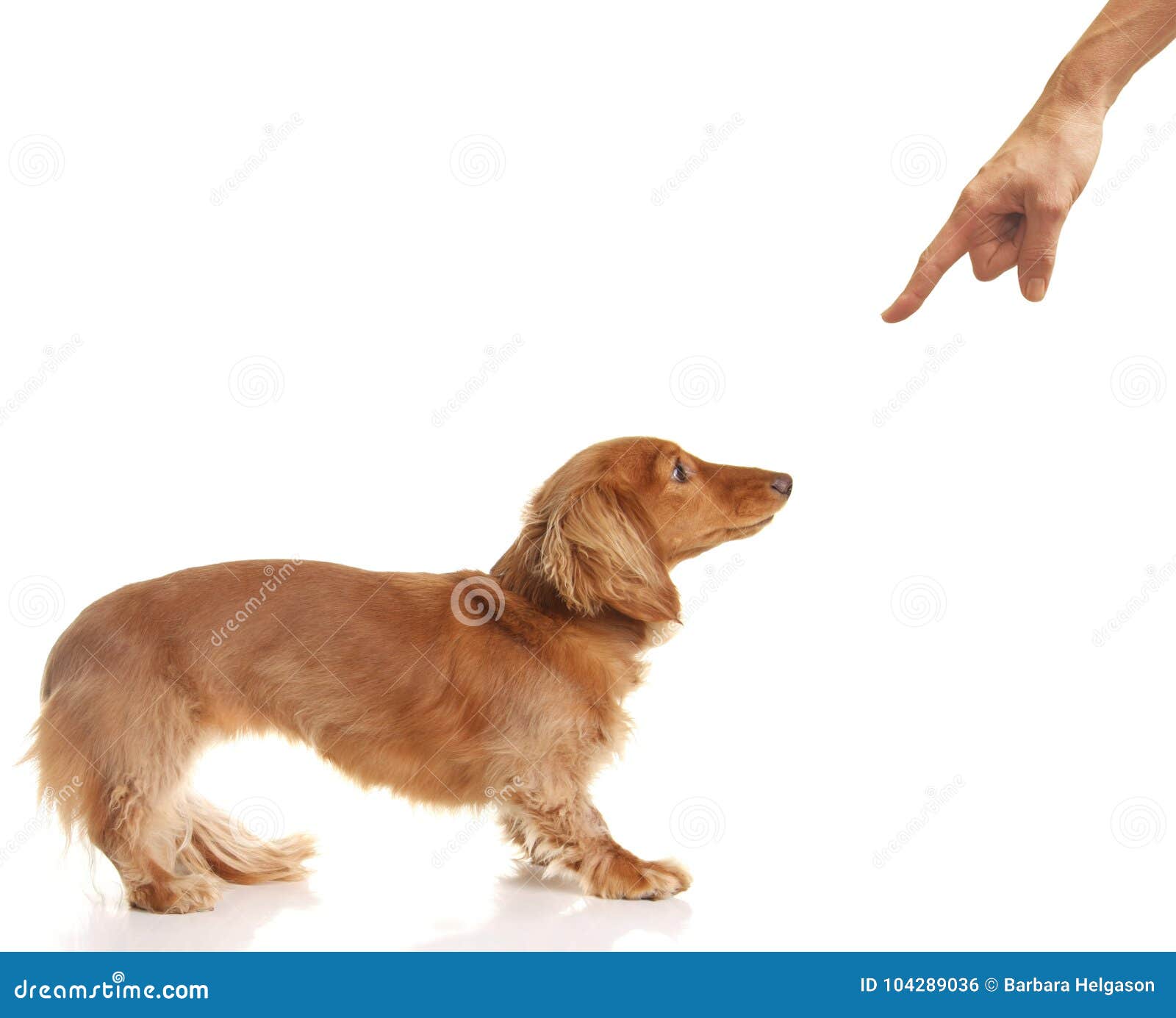 dachshund pointing