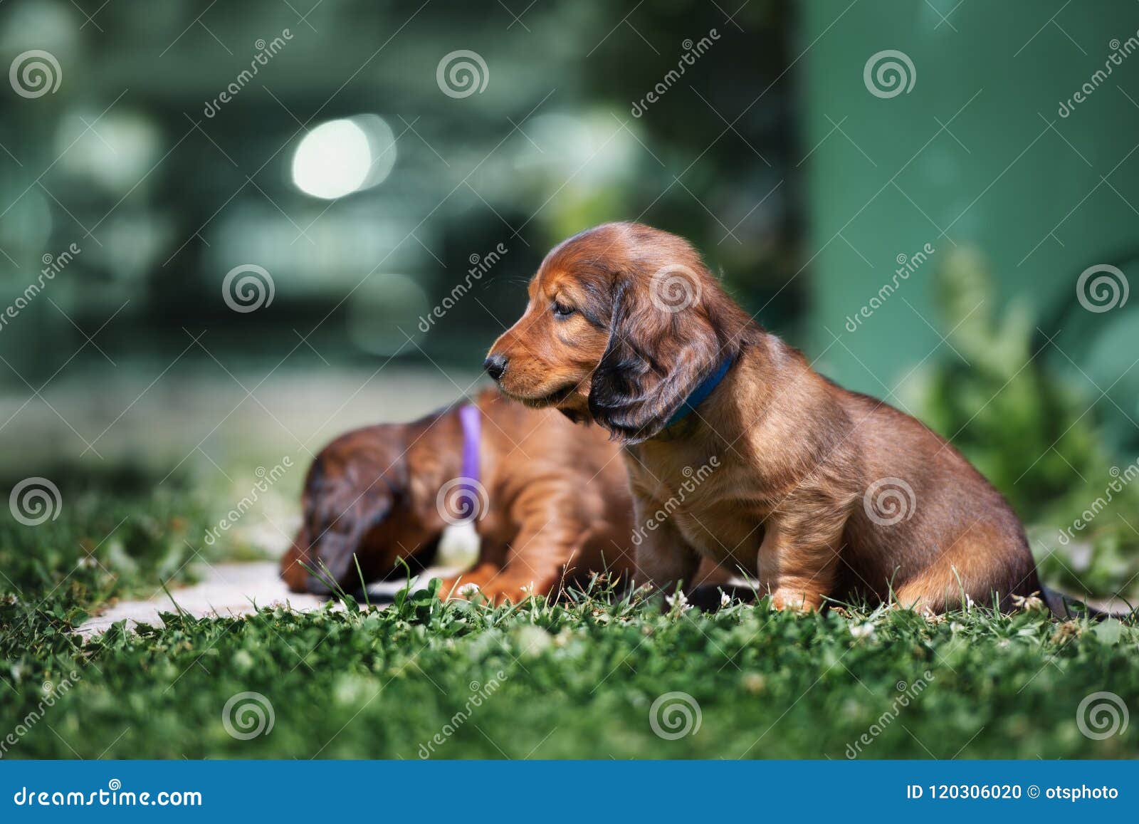 Adorable Dachshund Puppy Outdoors In Summer Stock Photo