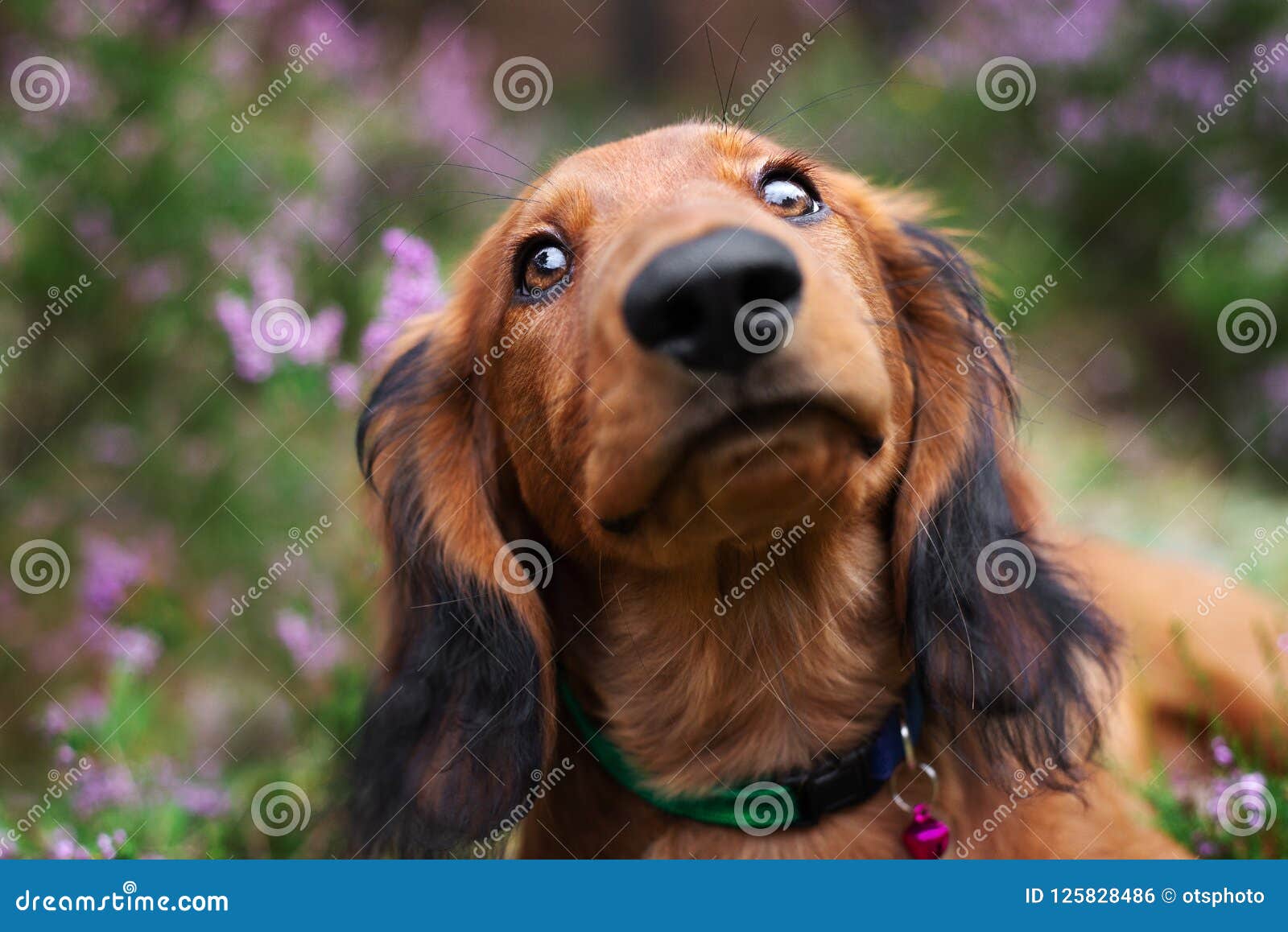 Long Haired Dachshund Puppy Portrait Close Up Stock Photo