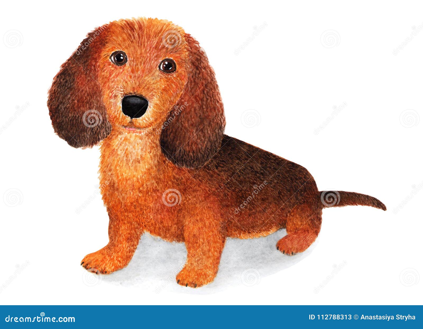 Longhaired Dachshund. Watercolor Illustration. Stock