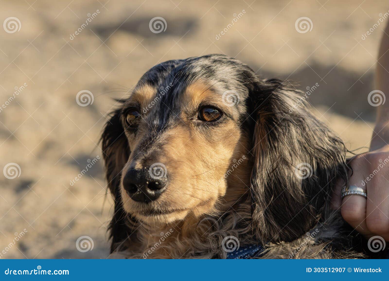 Longhaired Dapple Dachshund Wiener Dog Stock Image Image of portrait, snuggling 303512907