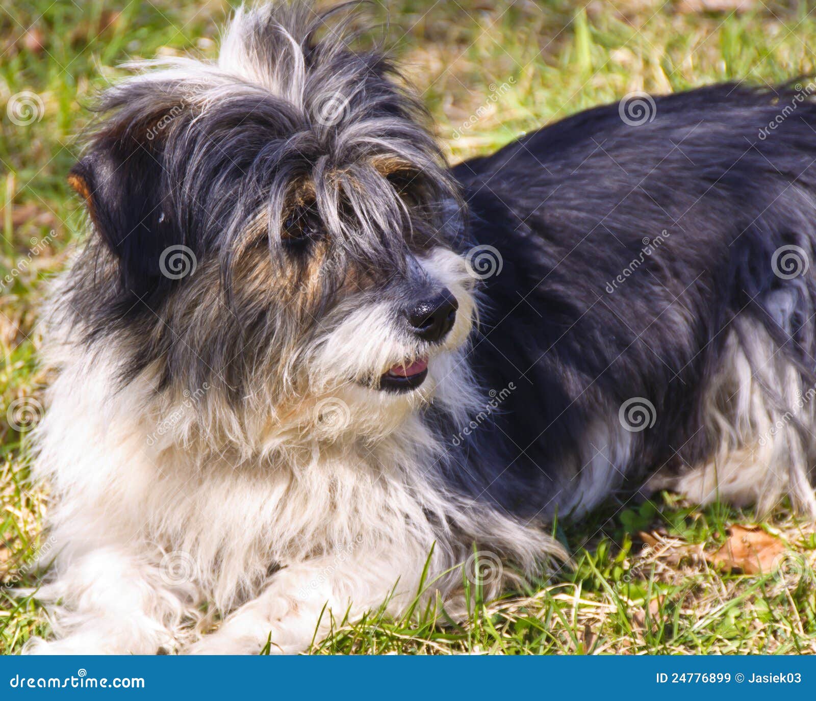 Long Haired Dog Stock Image Image Of Green Crossbreed