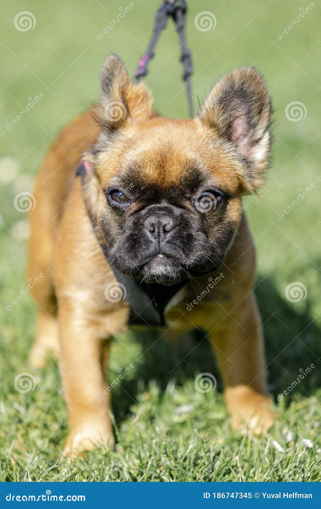 long-haired french bulldog puppy