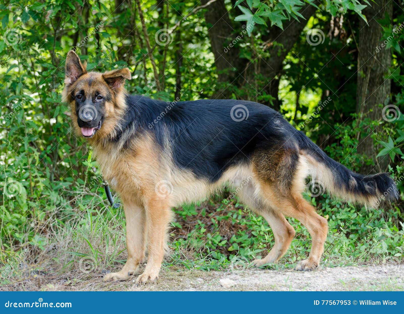Long Haired German Shepherd Dog Stock Image Image Of Bull Puppy 77567953