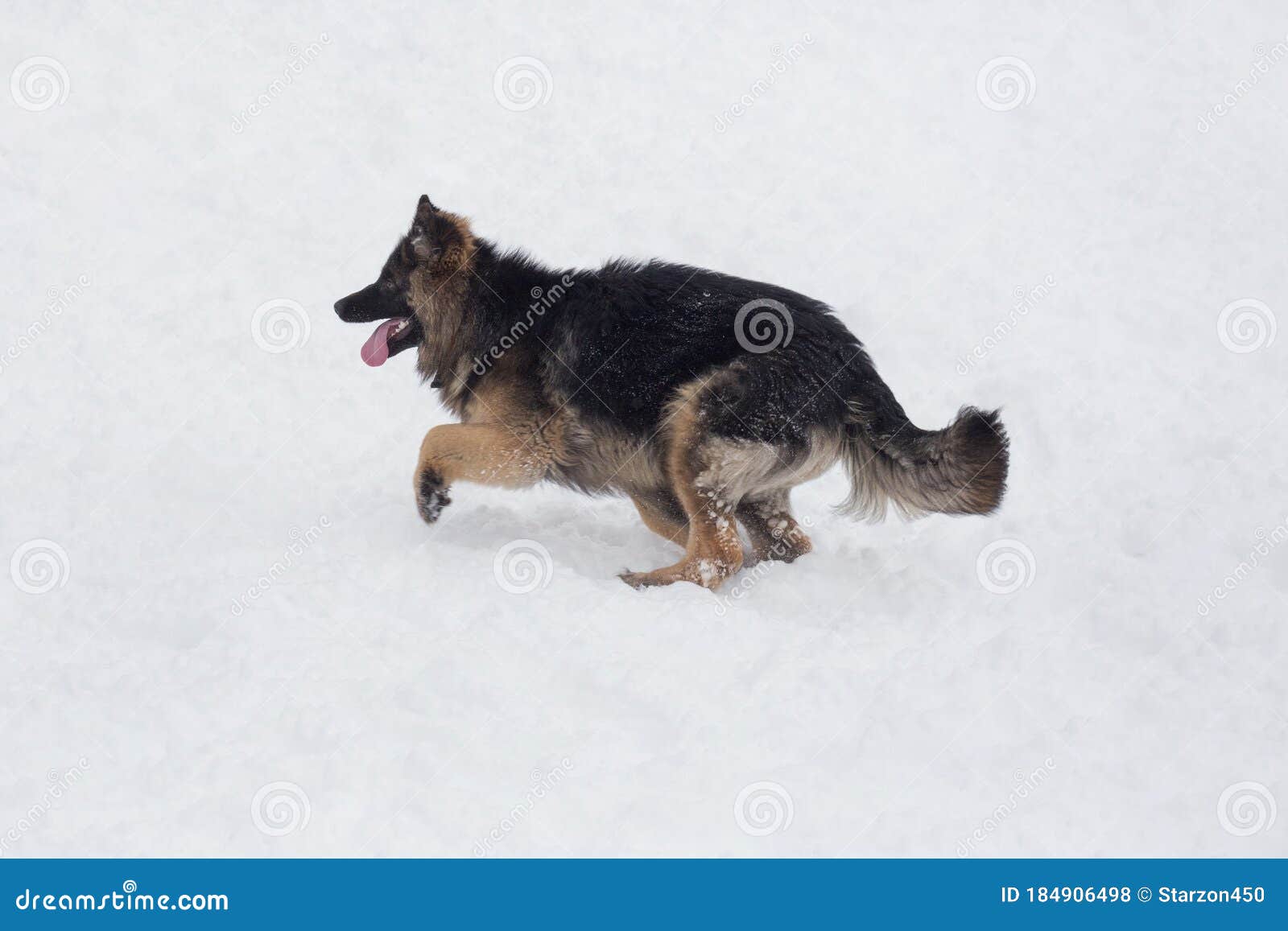 Long Haired German Shepherd Dog Puppy is Running on a White Snow in the Winter Park. Pet Animals Stock Photo - Image of tongue, brown: 184906498 Long Haired German Shepherd Dog Puppy is Running on a White Snow in the Winter Park. Pet Animals Stock Photo - Image of tongue, brown: 184906498