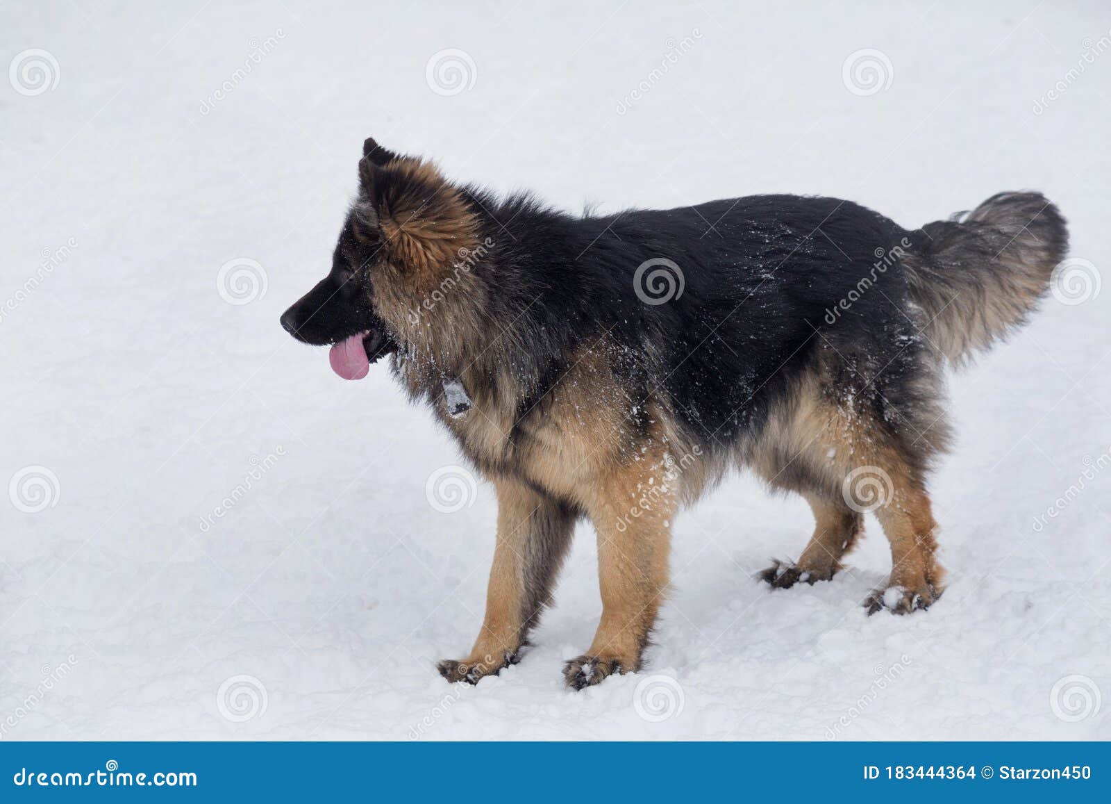 Long Haired German Shepherd Dog Puppy is Standing on a White Snow in the  Winter Park. Pet Animals Stock Photo - Image of black, brown: 183444364