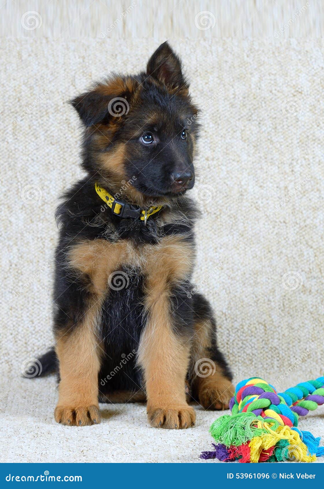 Long Haired German Shepherd Puppy Stock Photo Image Of