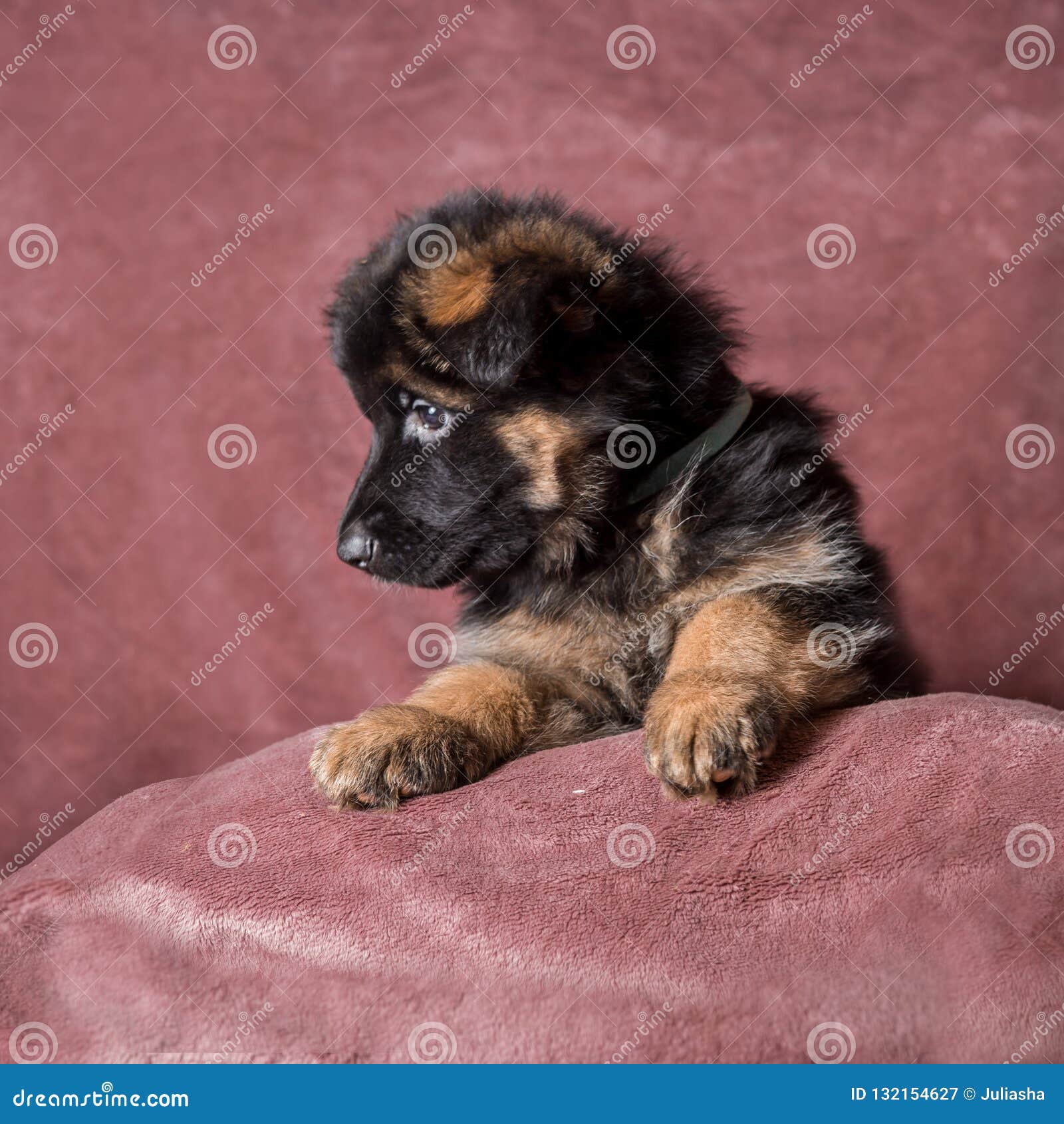 long haired german shepherd puppies